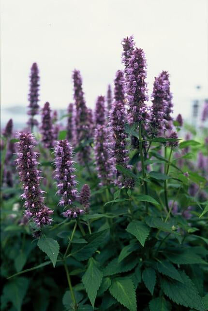 Image of Asiatische Duftnessel – Agastache 'Blue Fortune' – ↕10-25cm – Ø9cm – Lavendelblaue Blüten – Schmetterlings – & bienenfreundlich-5