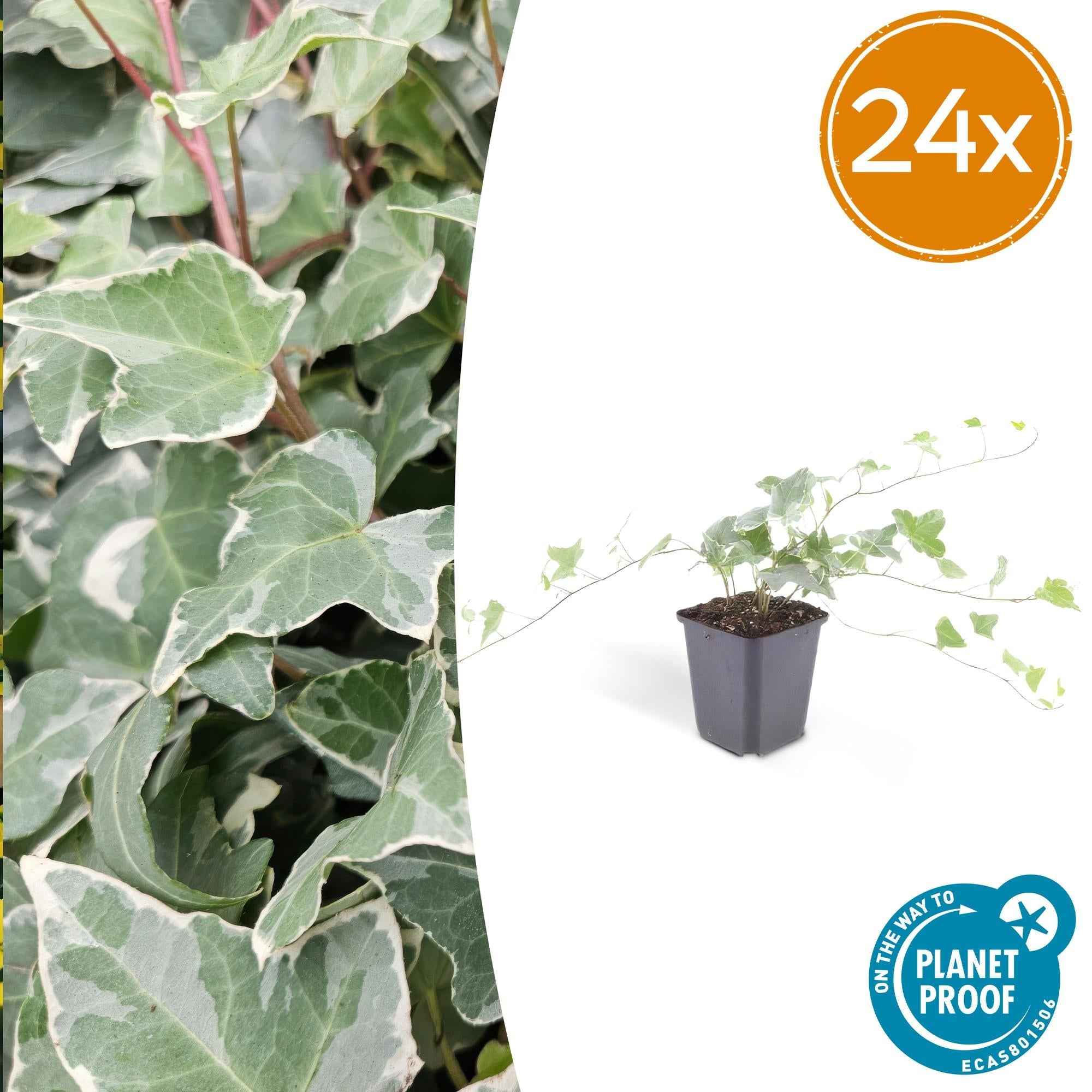 Image of Hedera helix 'Glacier' – Bunter Efeu – ↕10-25cm – Ø9cm – Immergrüner Kletter – & Bodendecker – Pflegeleicht & winterhart-2