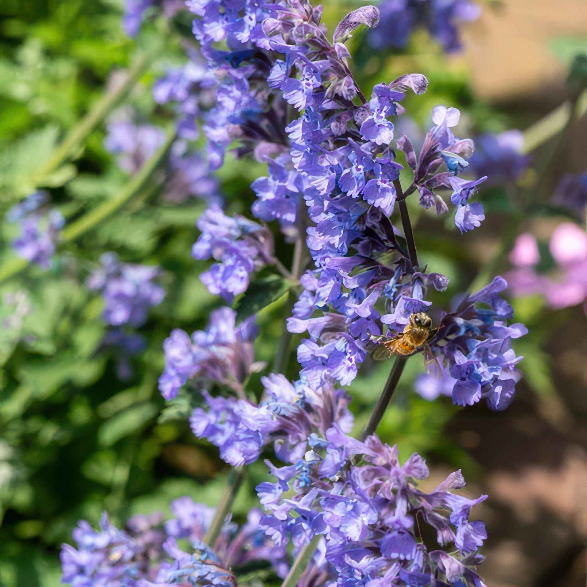 Image of Katzenminze – Nepeta 'Six Hills Giant' – ↕10-25cm – Ø9cm – Lila – blühende Staude – Bienen & Schmetterlinge – Sonnig & Pflegeleicht-1