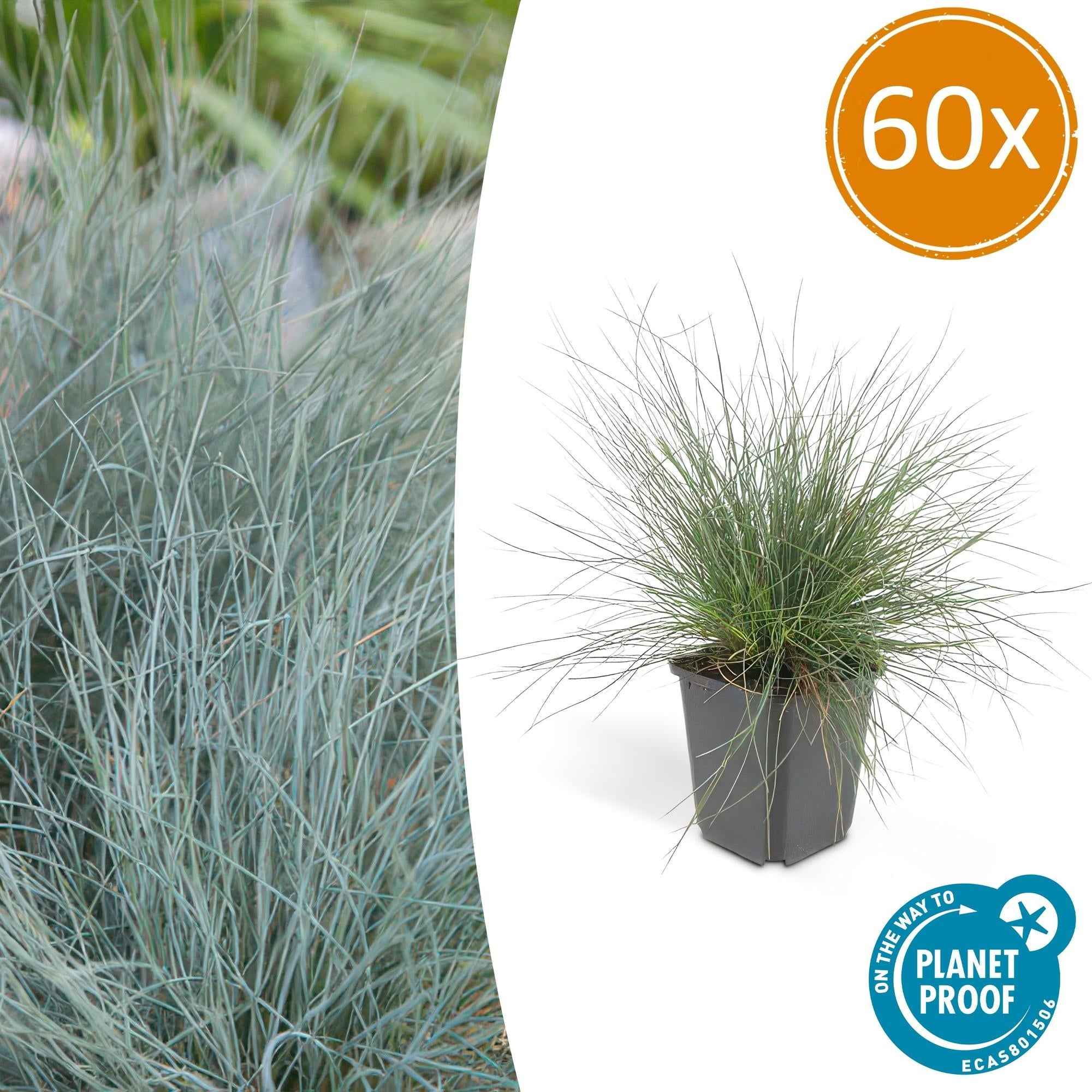 Image of Blau – Schwingel – Festuca glauca 'Elijah Blue' – ↕10-25cm – Ø9cm – Ziergras – graues Gras – Pflegeleicht & Winterhart
