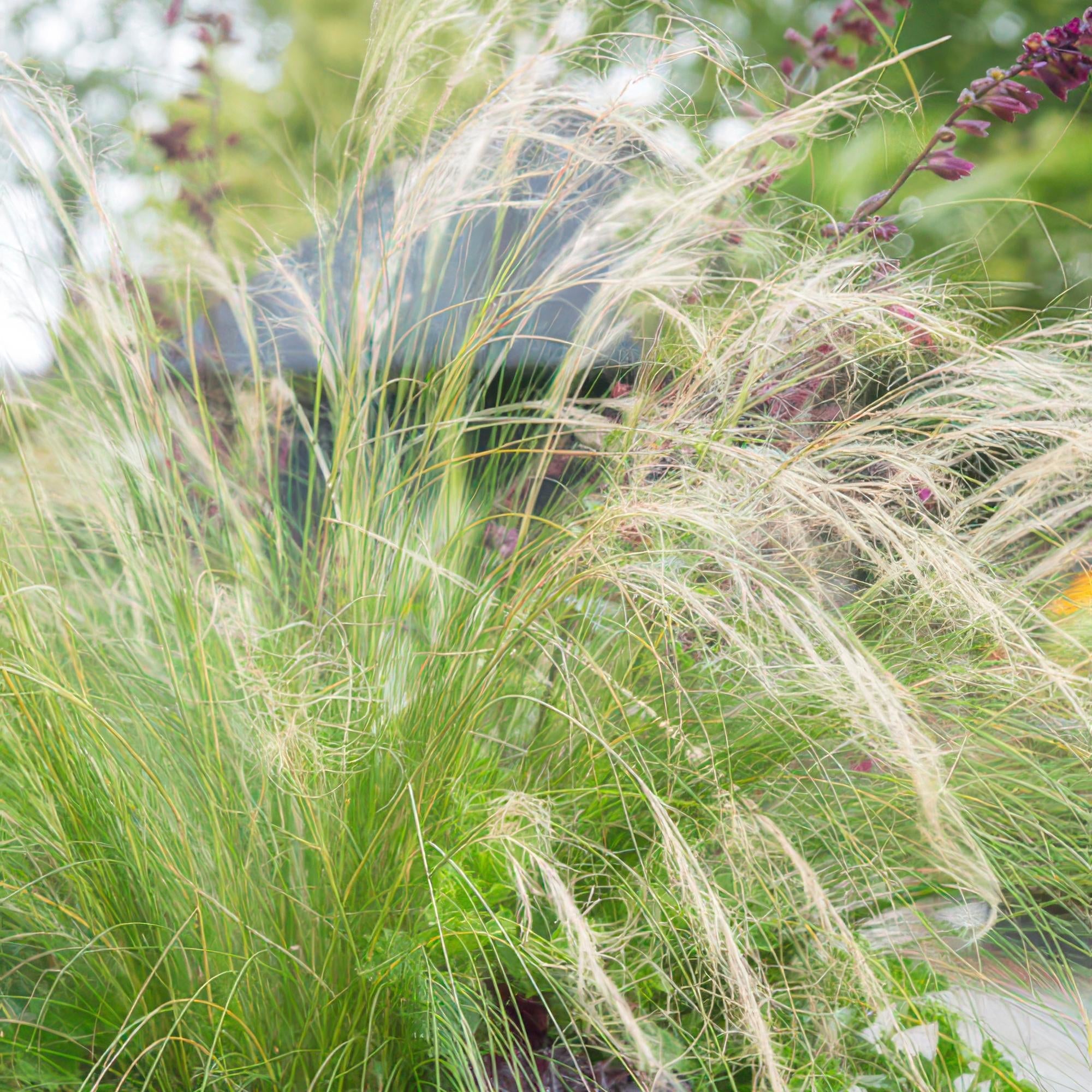 Image of Stipa tenuissima ‘Ponytails’ – ↕10-25cm – Ø9cm – Feinhaariges Ziergras – Luftig & Verspielt – Sonne – Pflegeleicht & Robust-5