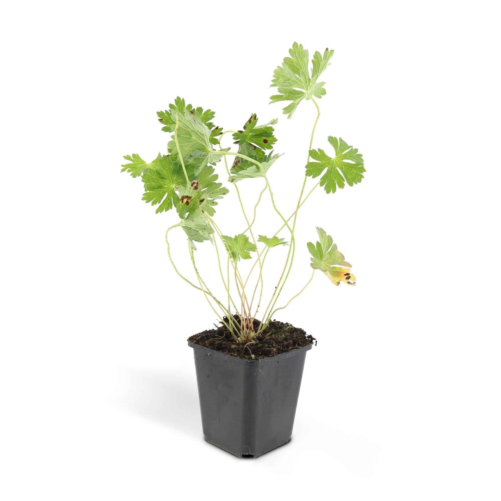 Image of Geranium Rozanne – Blühender Bodendecker – ↕10-25cm – Ø9cm – Langanhaltende Blüte von Mai bis Herbst – Pflegeleicht & winterhart-4