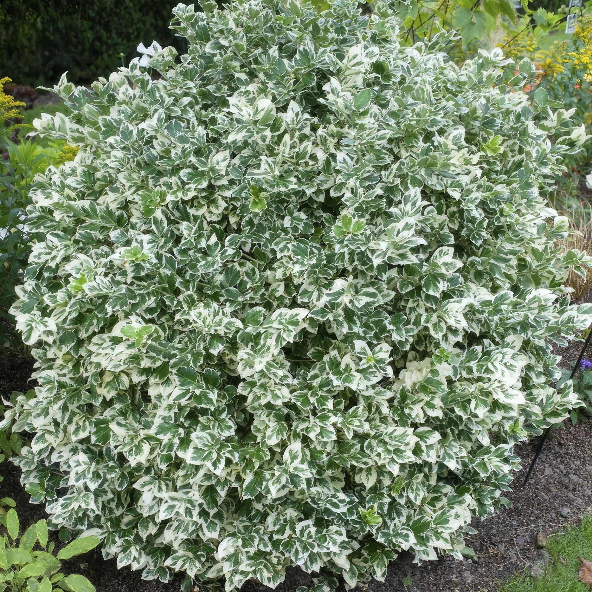 Image of Euonymus fortunei 'Emerald Gaiety' – Immergrüner Zierstrauch mit silberbunten Blättern – ↕10-25cm – Ø9cm – Pflegeleicht & winterhart-5