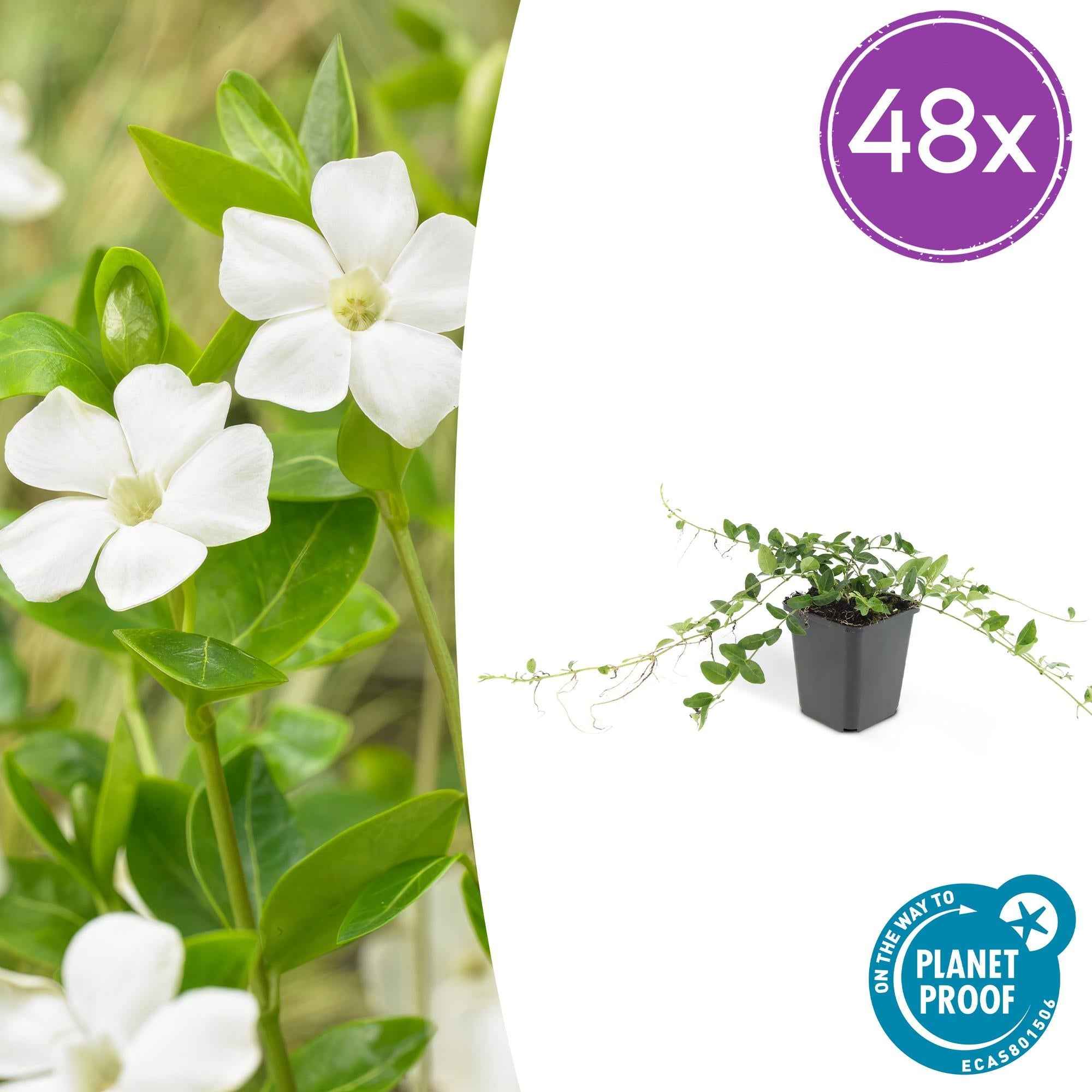 Image of Vinca minor ‘Alba’ – ↕10-25cm – Ø9cm – Bodendecker – Weiße Blüten – Sonne & Schatten – Pflegeleicht & Robust-0