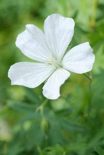 Image of Schnee-Storchschnabel Geranium sanguineum 'Album' – ↕10-25cm – Ø9cm – Winterharte Staude & Bodendecker – Weiße Blüten-3