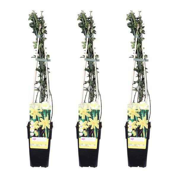 Image of Winter-Jasmin – Jasminum nudiflorum – Ø15cm – ca. 65cm hoch – Winterblühende Kletterpflanze mit gelben Blüten für Garten, Zaun & Pergola-1