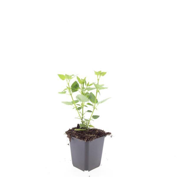 Image of Asiatische Duftnessel – Agastache 'Blue Fortune' – ↕10-25cm – Ø9cm – Lavendelblaue Blüten – Schmetterlings – & bienenfreundlich-7