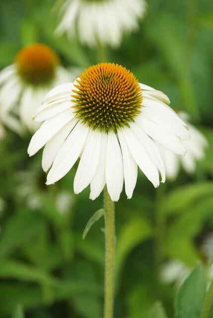Image of Scheinsonnenhut – Echinacea purpurea 'White Swan' – ↑10-25cm – Ø9cm – Weiße Blüten, Bienen-3