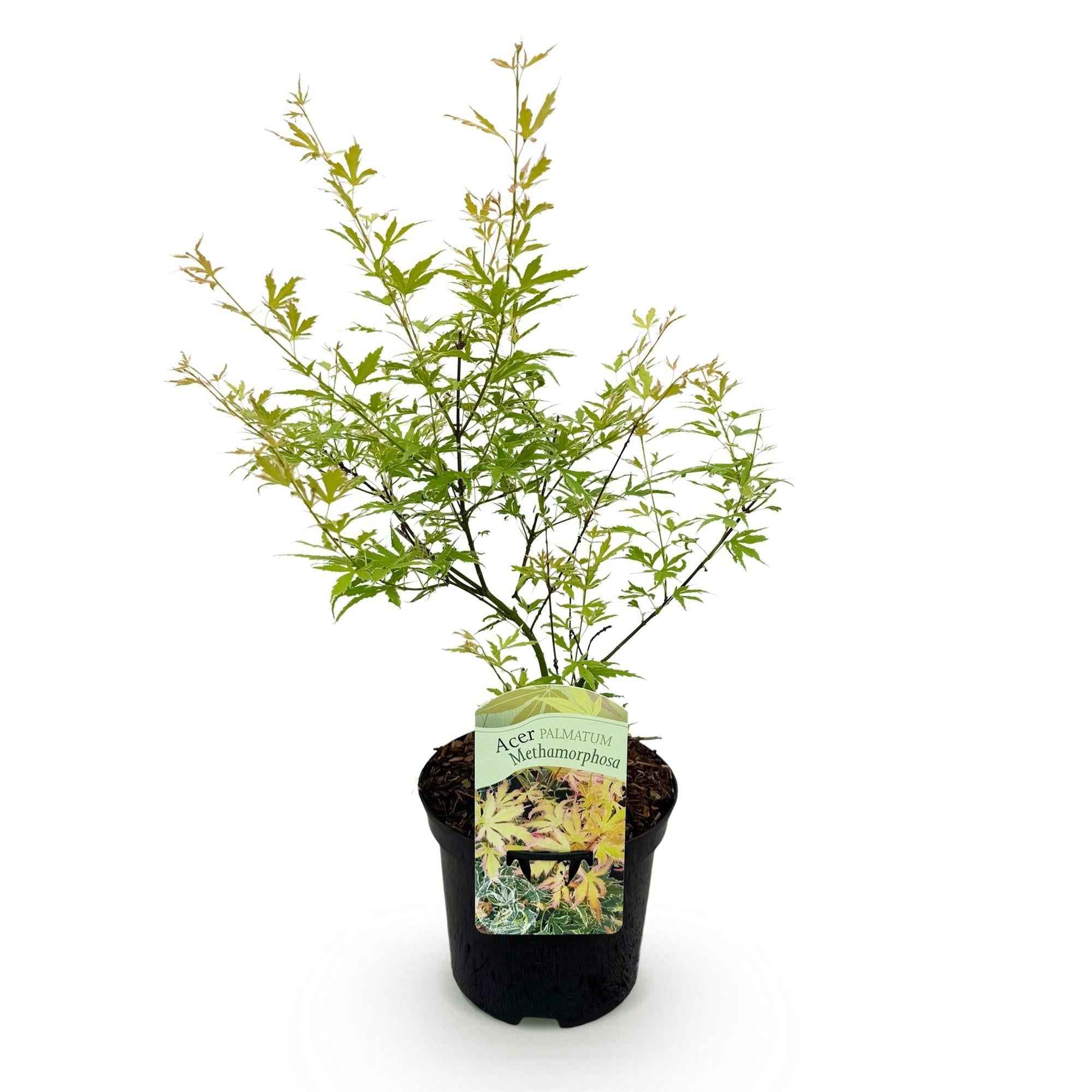 Image of Japanischer Ahorn – Acer palmatum Metamorphosa – 70cm hoch – 19cm – Balkonpflanze & Zierbaum – Grünes Frühlingslaub, rote Herbstfärbung-2