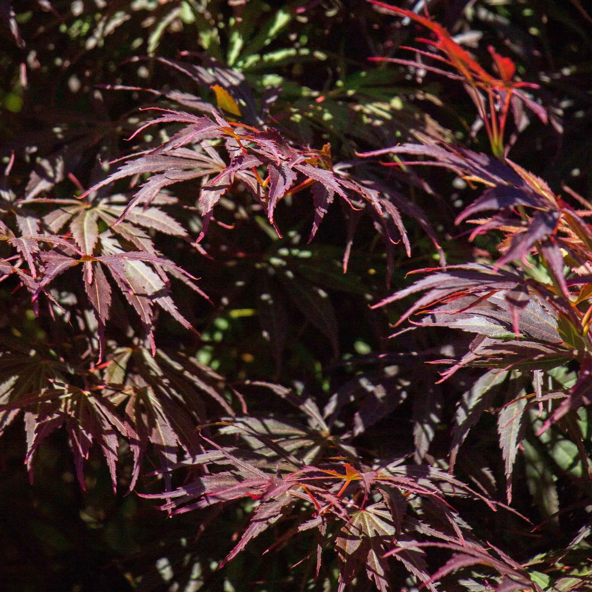 Image of Japanischer Ahorn Acer palmatum 'Trompenburg' – Dunkel Lila – Balkon – & Gartenpflanze – Ø19cm – Ca. 70cm hoch-1