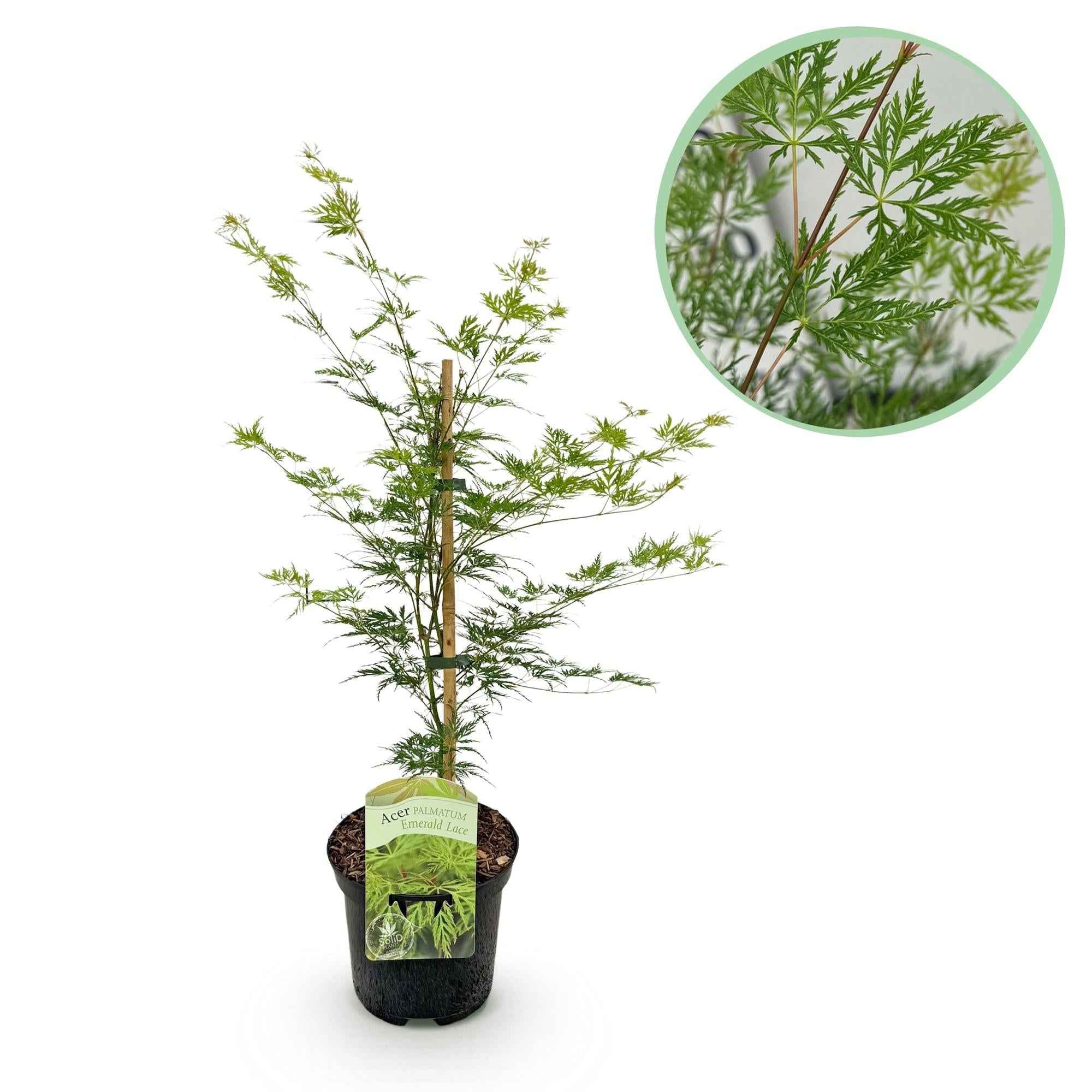 Image of Japanischer Ahorn – Acer palmatum 'Emerald Lace' – Balkonpflanze – ca. 70cm hoch – Topf Ø19cm – feingeschnittenes grünes Laub, herbstliche Gold-1
