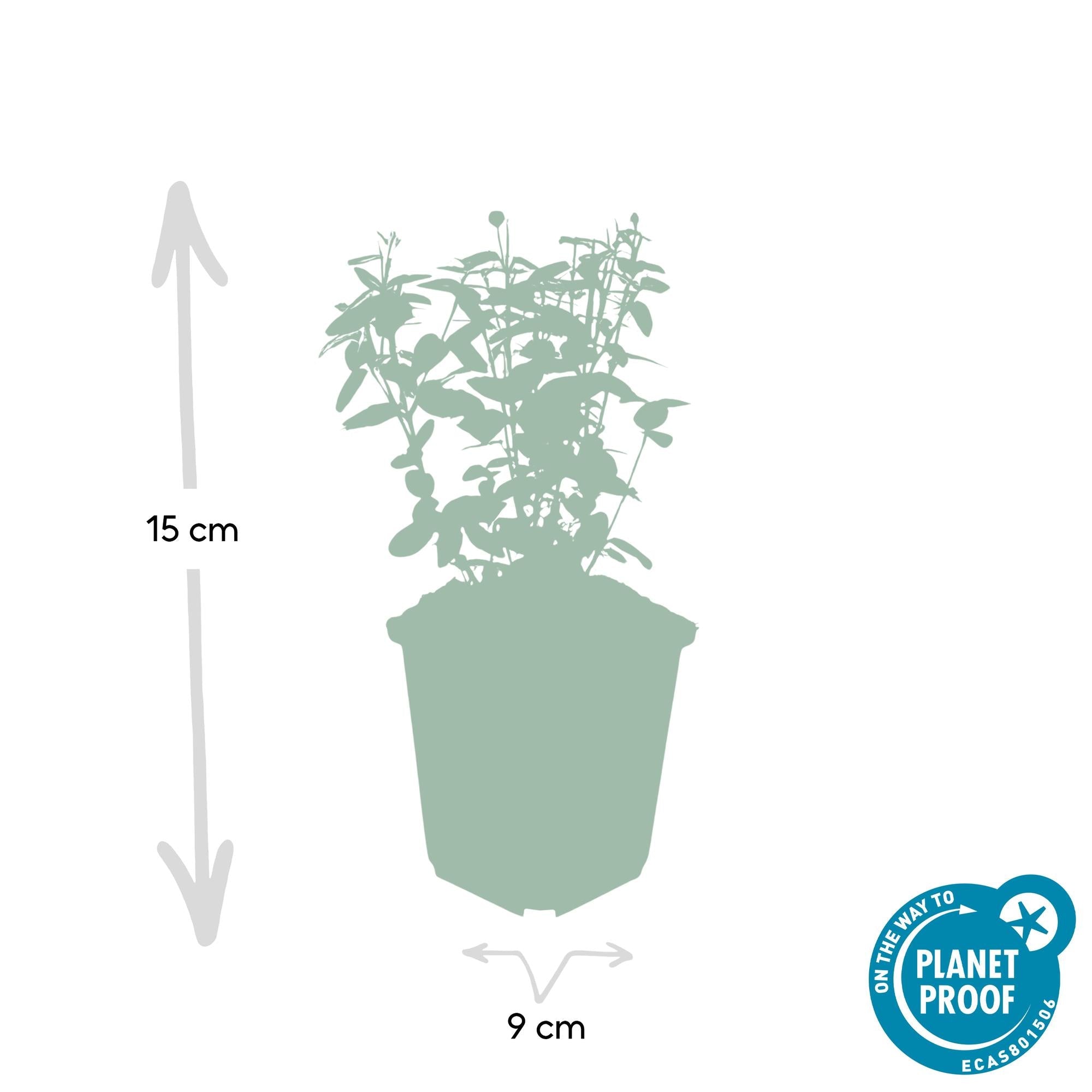 Image of Immergrüne Kriechspindel – Euonymus fortunei radicans – ↕10-25cm – Ø9cm – Pflegeleicht & Winterhart – Garten, Beete & Zäune-3