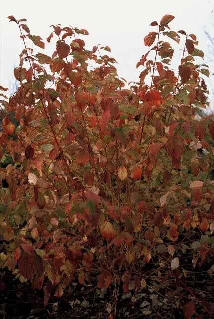 Image of Roter Hartriegel Cornus sang. 'Anny's Winter Orange' – ↕10-25cm – Ø9cm – Winterharte Sträucher – Leuchtend orange Zweige-1
