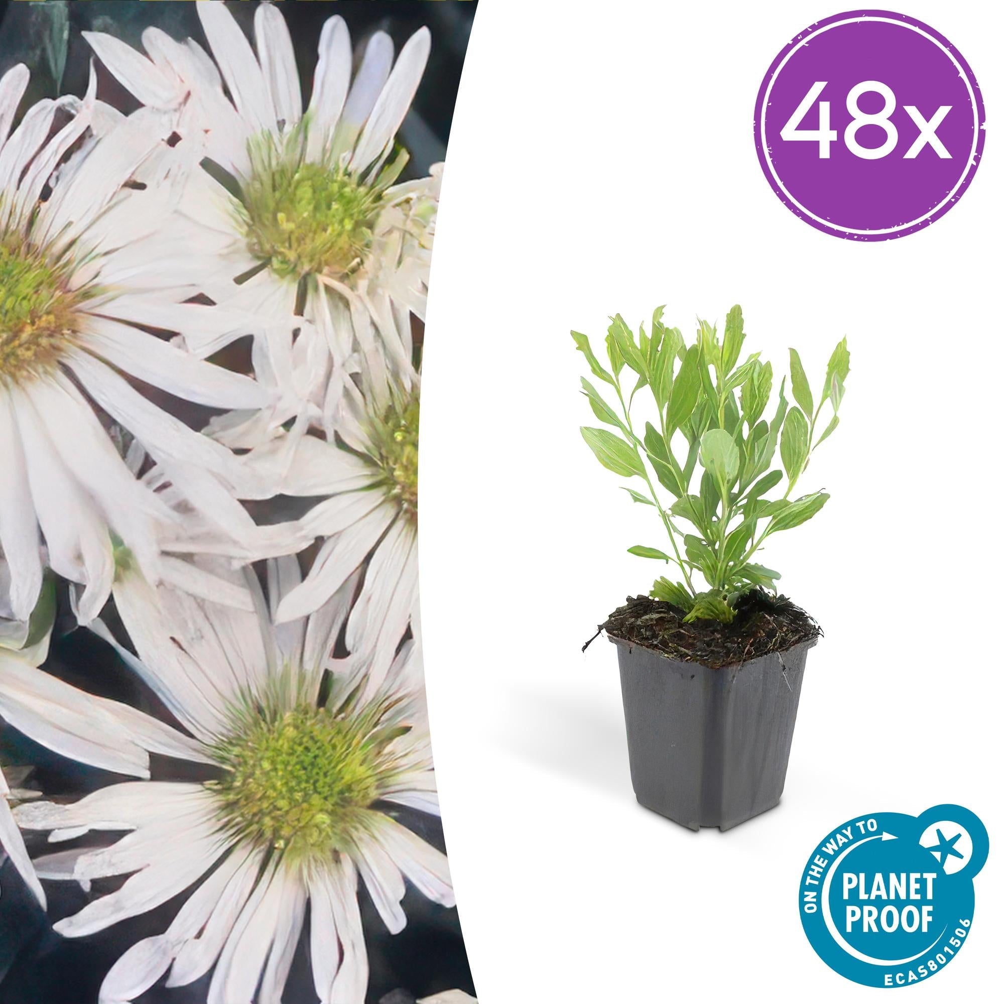 Image of Wildaster Aster ageratoides 'Ashvi' – ↕10-25cm – Ø9cm – Weiße Herbstblüte – Pflegeleicht – Sonne-6