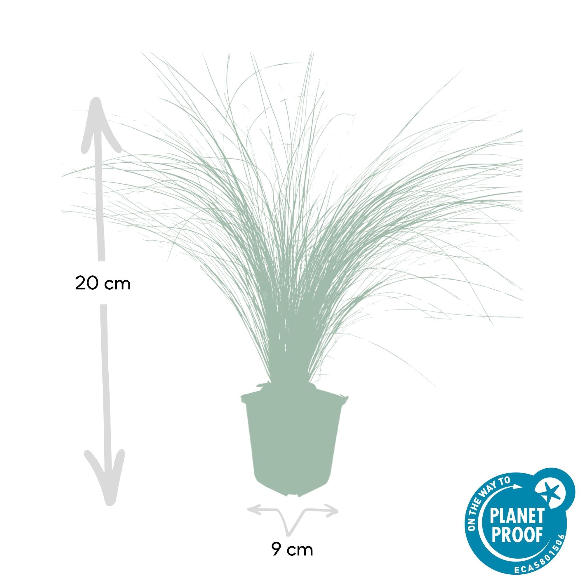Image of Stipa tenuissima ‘Ponytails’ – ↕10-25cm – Ø9cm – Feinhaariges Ziergras – Luftig & Verspielt – Sonne – Pflegeleicht & Robust-3