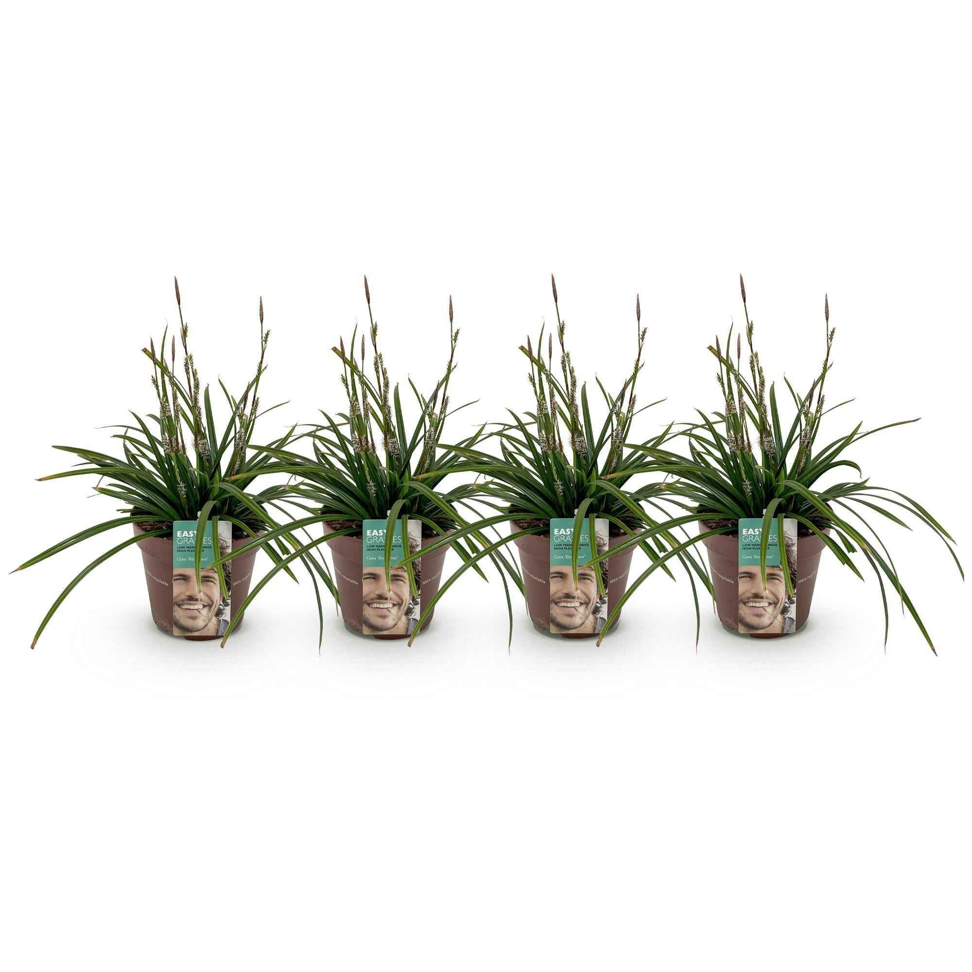 Image of Carex morrowii Irish Green – 17cm – ca. 50cm hoch – Immergrüne Grünblättrige Segge – Pflegeleichtes Ziergras für Garten, Terrasse & Balkon-0