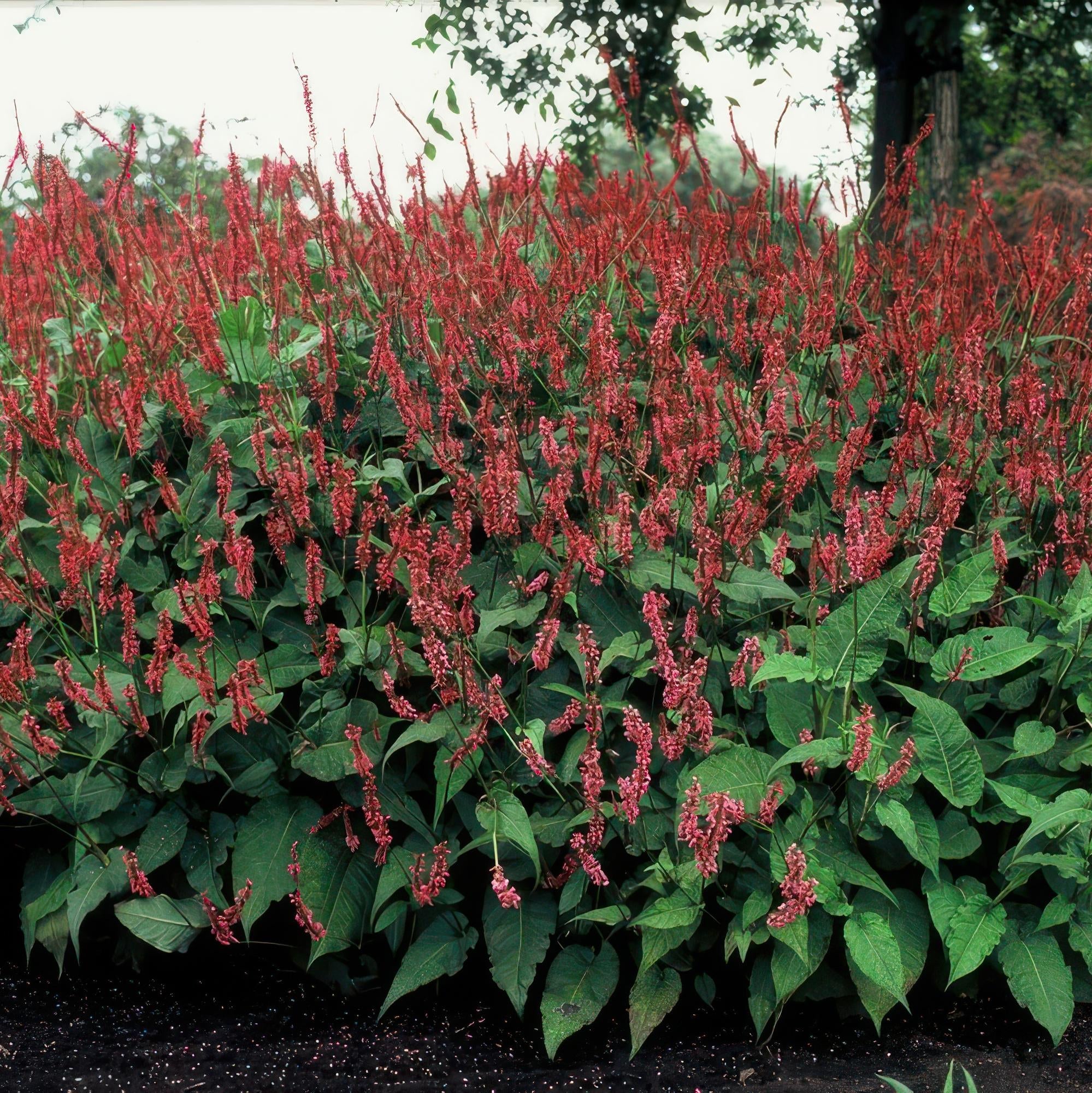 Image of Kerzenknöterich Persicaria amplexicaulis – ↕10-25cm – Ø9cm – Robuste Staude für Garten & Beete – Rote Blüten-5