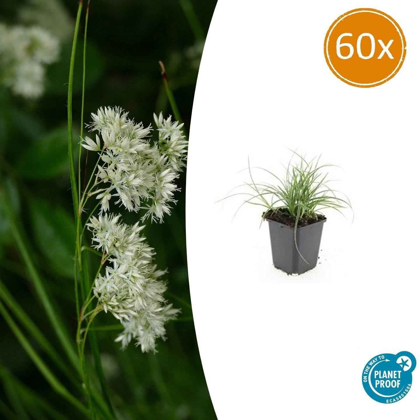 Image of Schneeweiße Hainsimse Luzula nivea – ↕10-25cm – Ø9cm – Schattige Beete & Steingarten