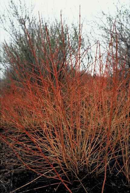 Image of Roter Hartriegel – Cornus sanguinea 'Midwinter Fire' – ↑10-25cm – Ø9cm – Winterharter Zierstrauch, Leuchtende Zweige, Pflegeleicht-3