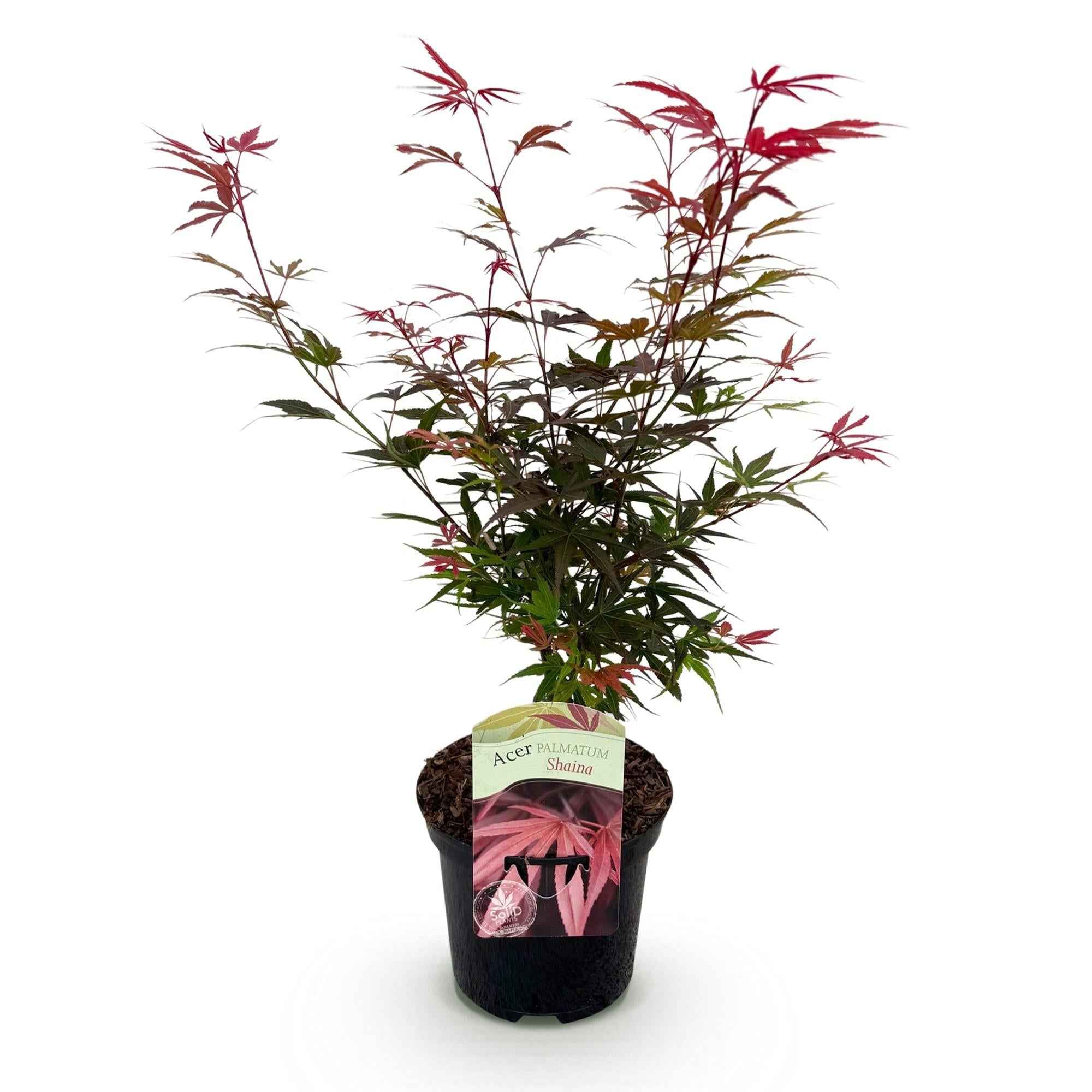 Image of Japanischer Ahorn – Acer palmatum 'Shaina' – ca. 70cm hoch – Ø19cm – kompakte Sorte mit tiefrotem Laub – Balkon – & Gartenpflanze