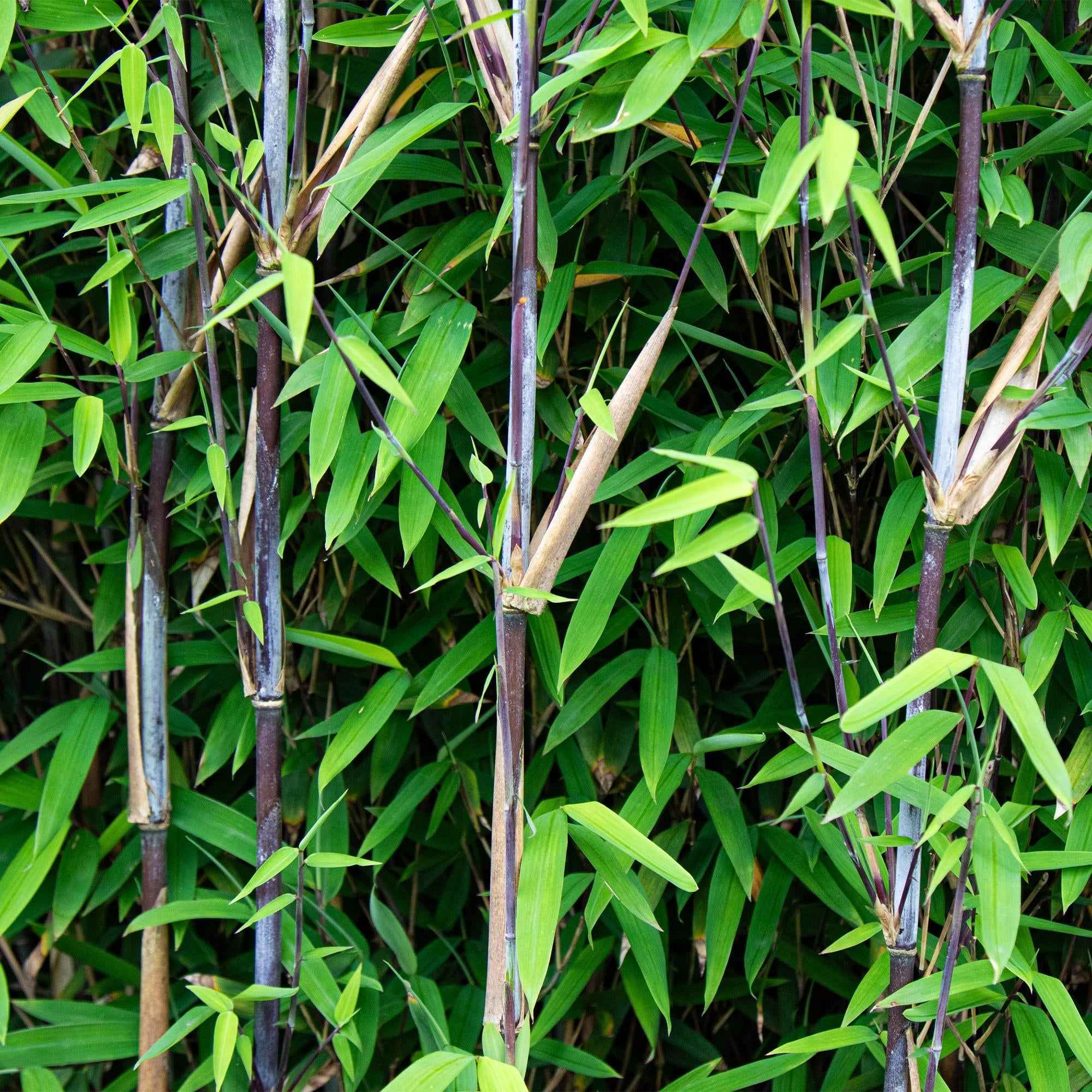 Image of Bambus Fargesia Black Dragon – Immergrün – Nicht ausbreitend – Schwarze Stämme – Für Hecke, Garten & Terrasse – Ø14cm Höhe ca. 35cm