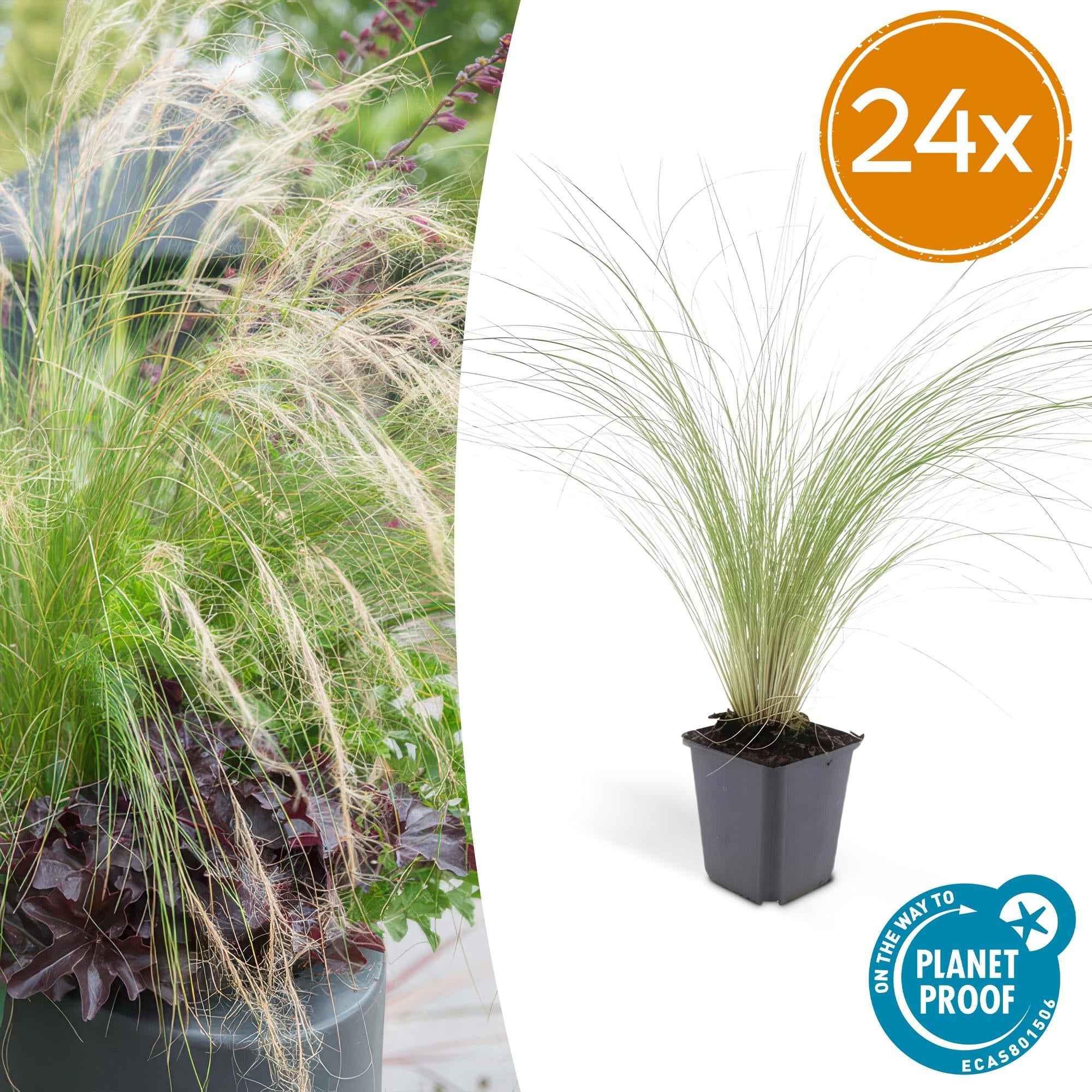 Image of Stipa tenuissima ‘Ponytails’ – ↕10-25cm – Ø9cm – Feinhaariges Ziergras – Luftig & Verspielt – Sonne – Pflegeleicht & Robust
