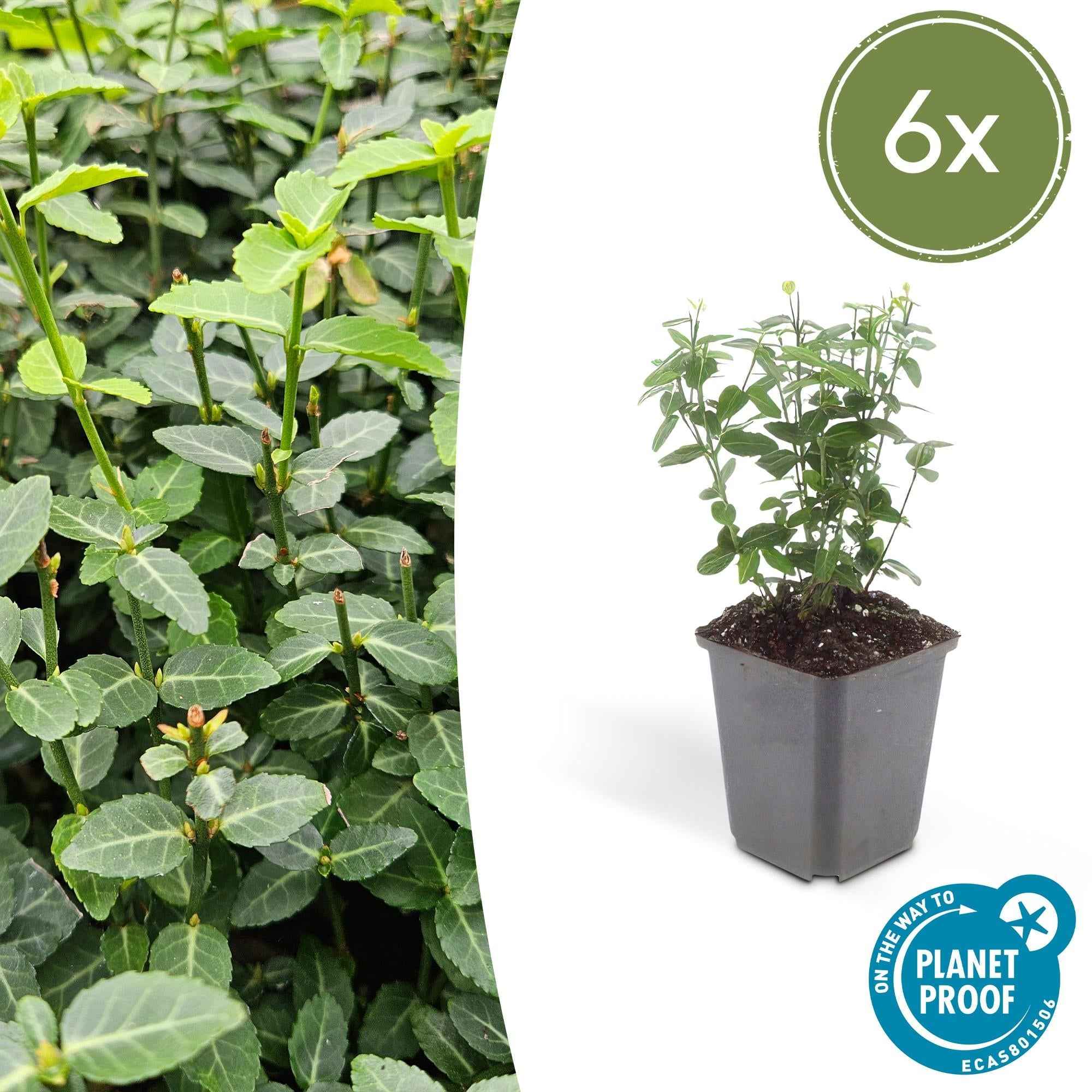 Image of Immergrüne Kriechspindel – Euonymus fortunei radicans – ↕10-25cm – Ø9cm – Pflegeleicht & Winterhart – Garten, Beete & Zäune-2