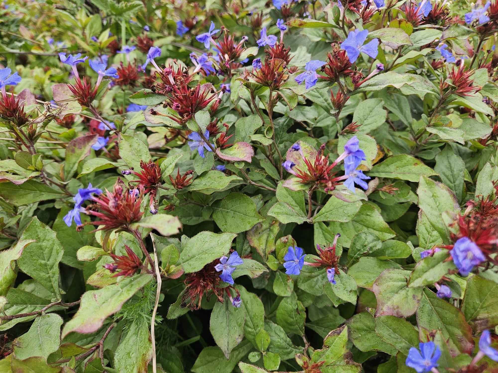 Image of Ceratostigma plumbaginoides – Bodendecker mit blauen Blüten – ↕10-25cm – Ø9cm – Herbstblüher – winterhart