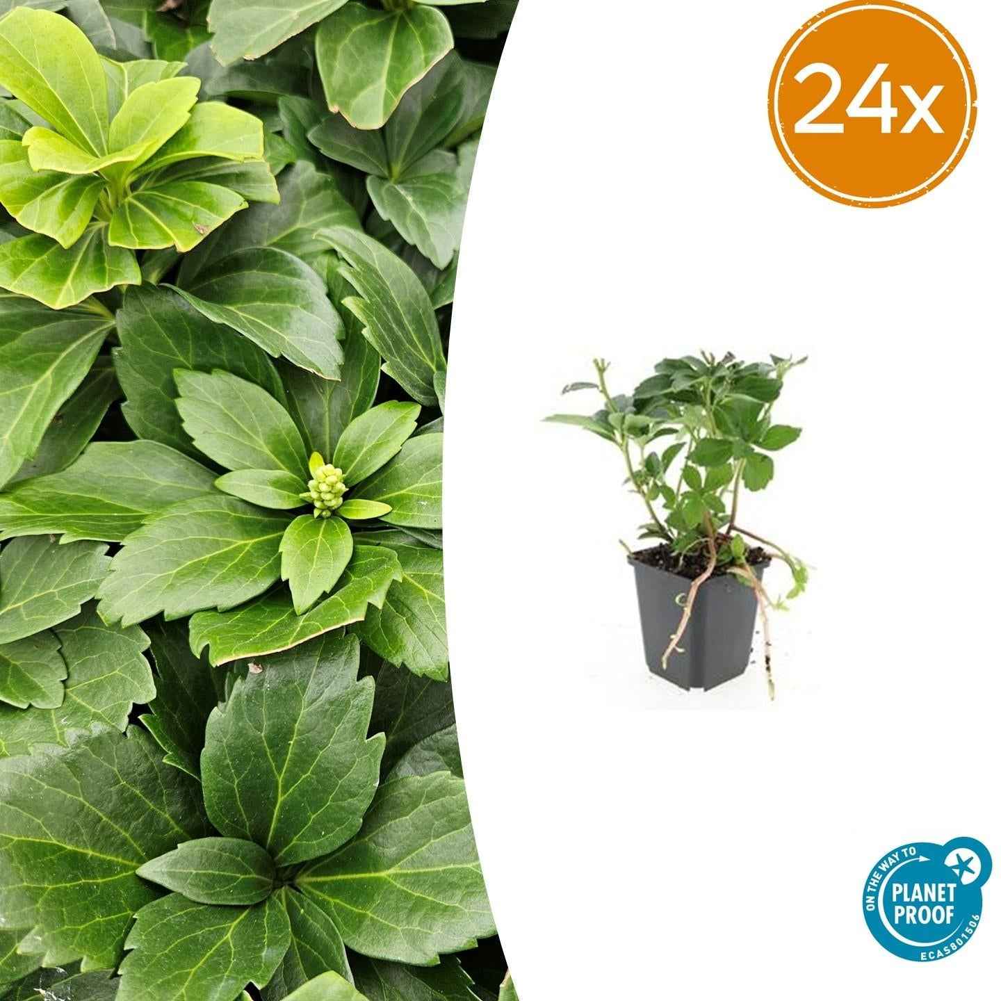 Image of Pachysandra terminalis – ↕10-25cm – Ø9cm – Immergrün – Bodendecker – Schatten – Pflegeleicht – Japanischer Ysander