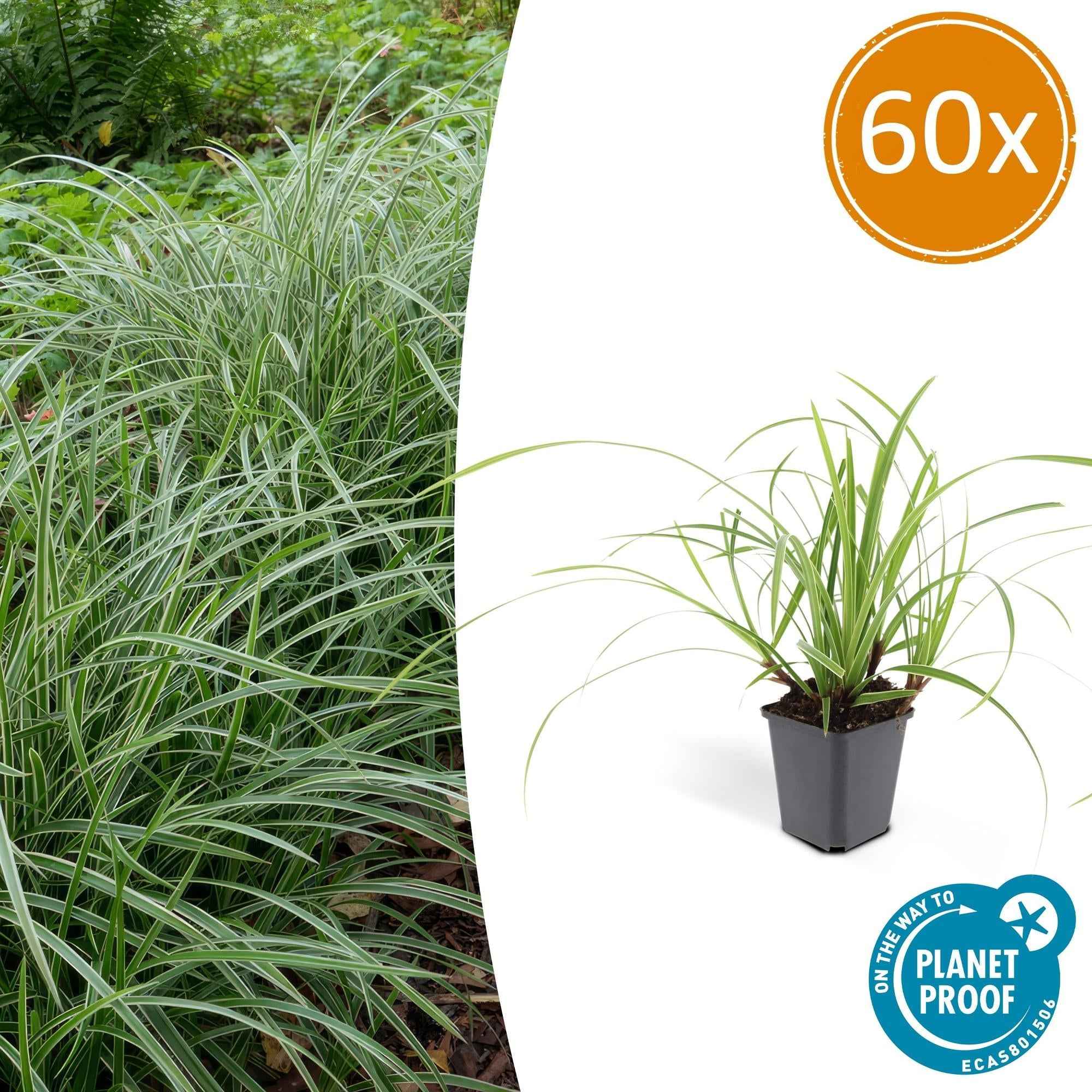 Image of Weißrandige Segge Carex morrowii 'Ice Dance' – ↕10-25cm – Ø9cm – für Sonne & Schatten – Pflegeleicht