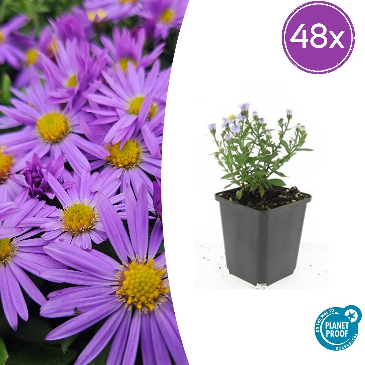 Image of Kissen – Aster (D) 'Prof. Anton Kippenberg' – ↕10-25cm – Ø9cm – Lila Herbstblüte – Pflegeleicht – Beete & Töpfe-7
