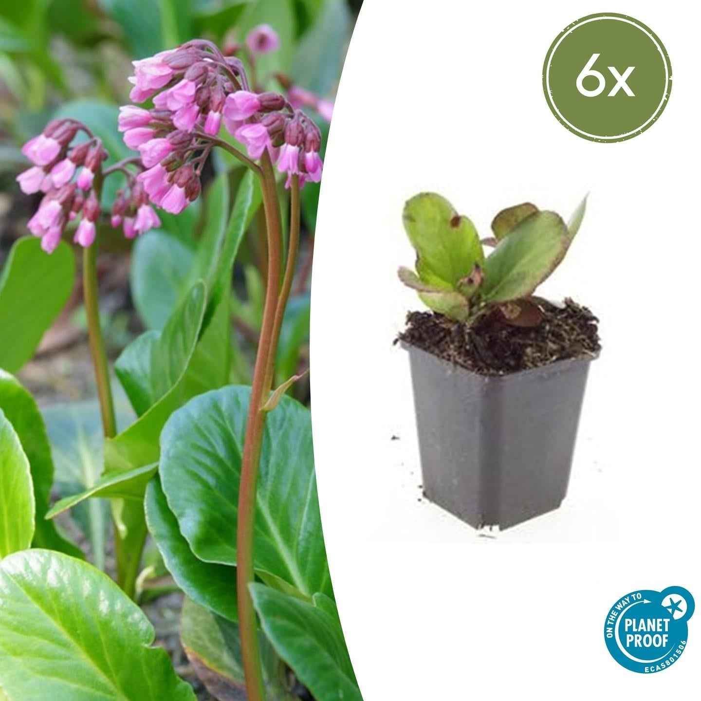 Image of Bergenie – Bergenia cordifolia 'Herbstblüte' – ↕10-25cm – Ø9cm – immergrün & winterhart-2