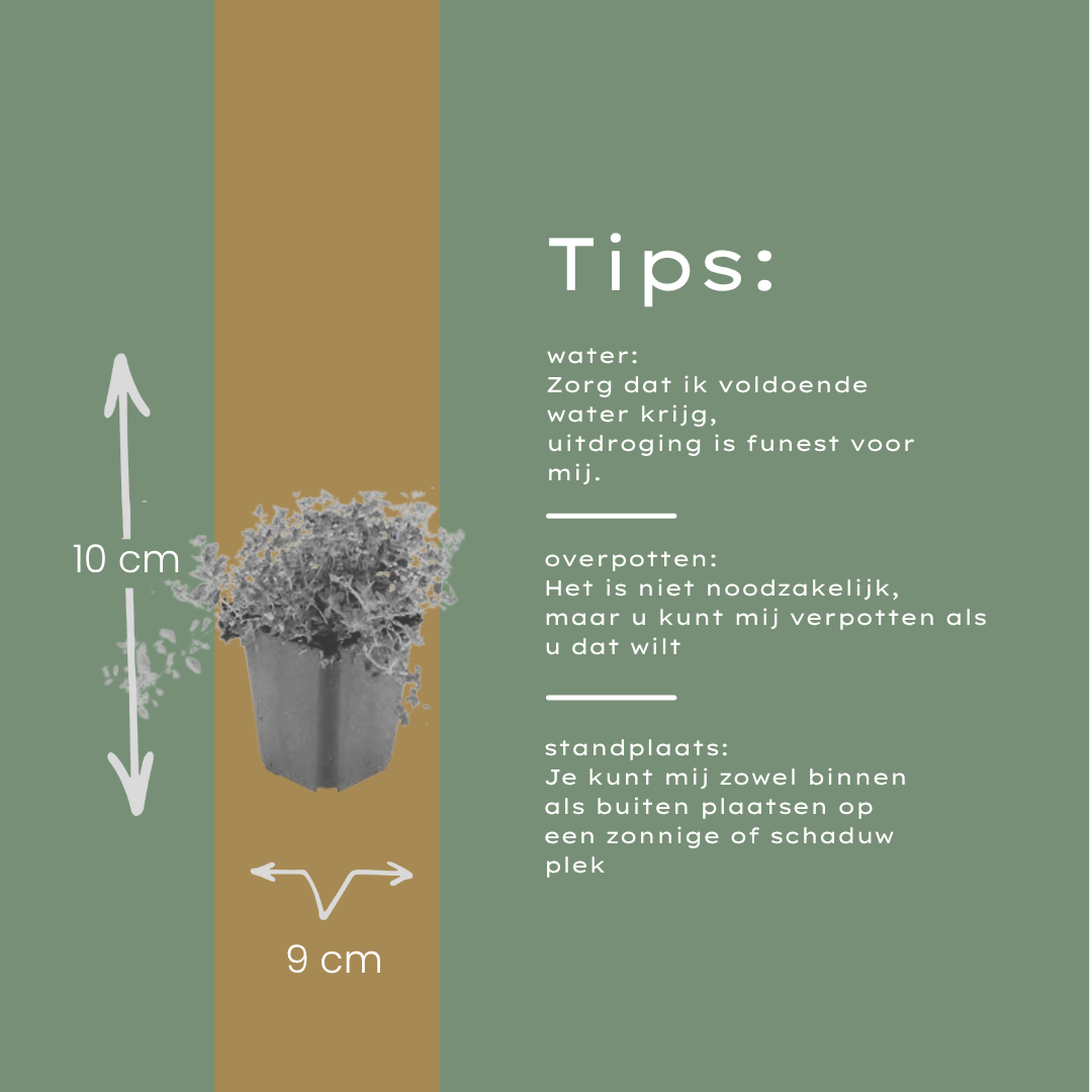 Image of Thymus serpyllum Pflanzenset – Ø9cm – Duftender Bodendecker für sonnige Standorte-4