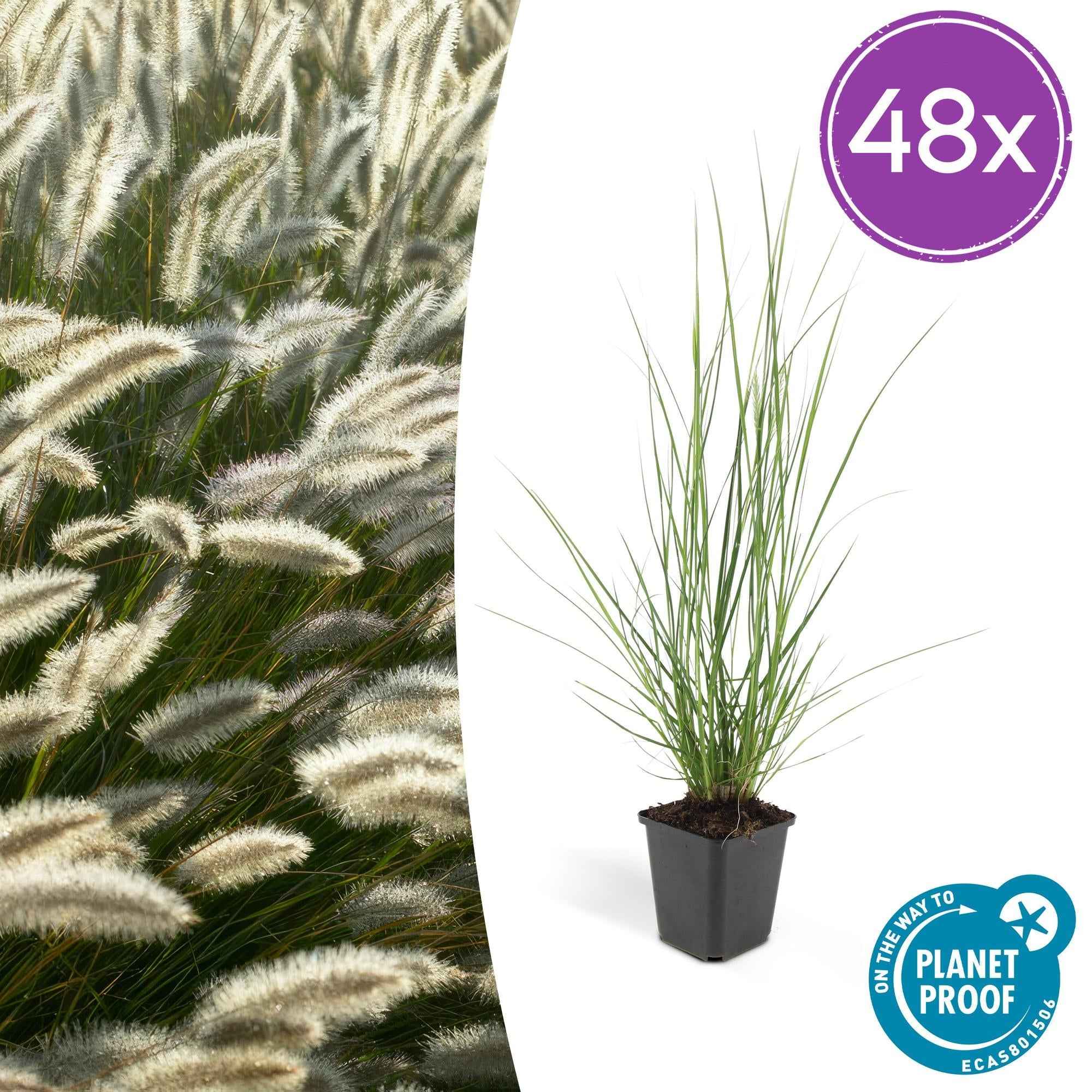 Image of Pennisetum alopecuroides 'Hameln' – ↕10-25cm – Ø9cm – Ziergras – Sonnen – & Schattenverträglich – Pflegeleicht – Beete & Töpfe-0