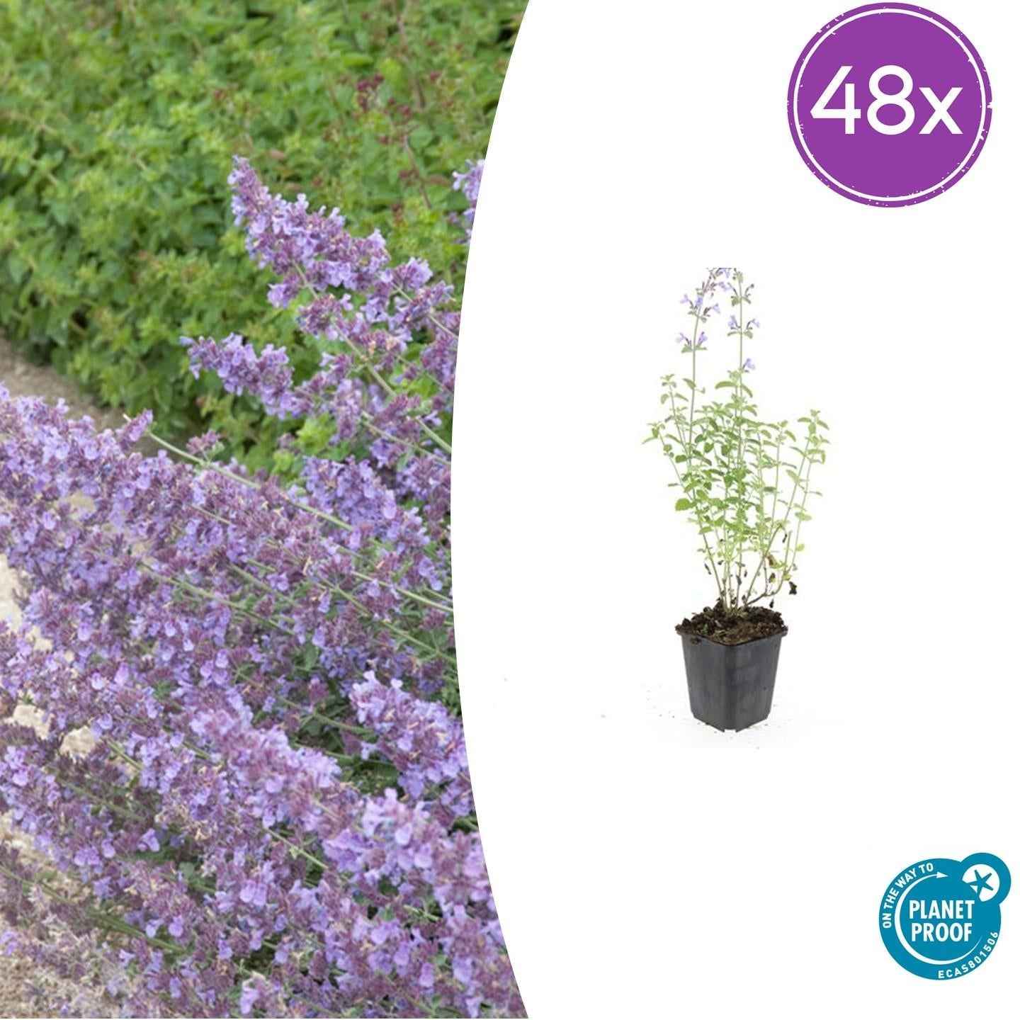 Image of Nepeta 'Walker's Low' – ↕10-25cm – Ø9cm – Lavendelblaues Duftgras – Bienenfreundlich & Pflegeleicht-0