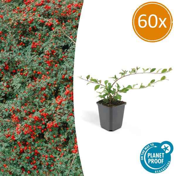 Image of Teppich – Zwergmispel Cotoneaster dammeri – ↕10-25cm – Ø9cm – Bodendecker – Blühend & pflegeleicht – Sonne & Schatten-0