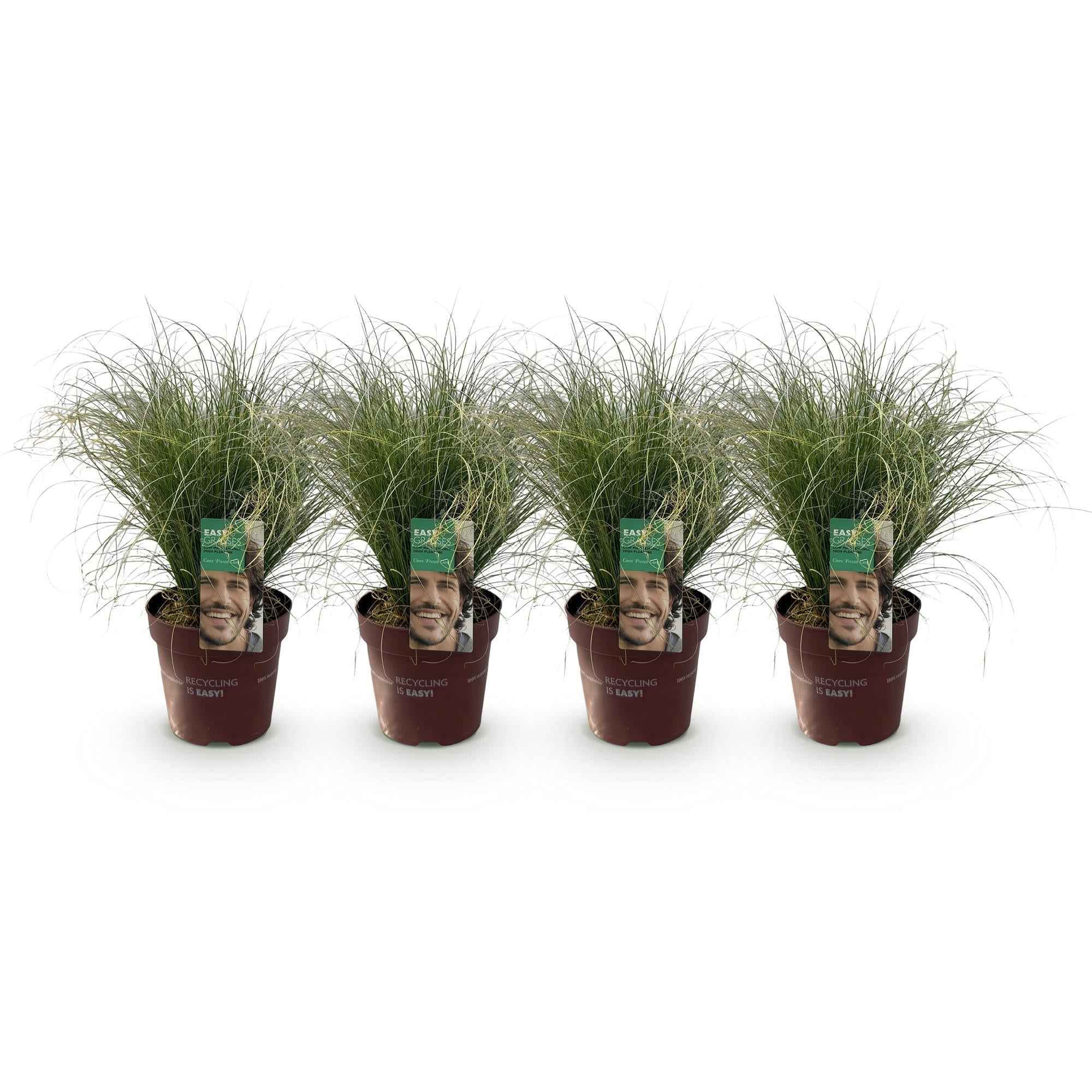 Image of Neuseeland Segge Carex comans Frosted Curls – Ø17cm – Immergrün – Pflegeleicht – Elegantes Ziergras mit silbernem Glanz – Höhe ca. 50cm-0