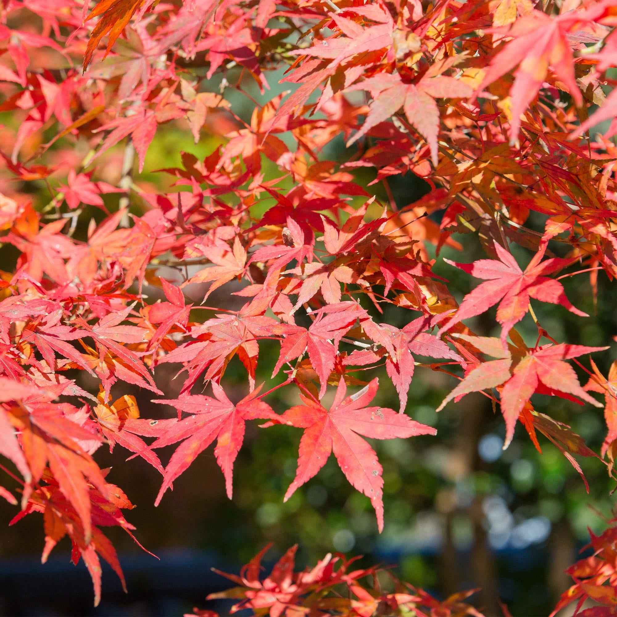 Image of Japanischer Ahorn – Acer palmatum 'Shaina' – ca. 70cm hoch – Ø19cm – kompakte Sorte mit tiefrotem Laub – Balkon – & Gartenpflanze