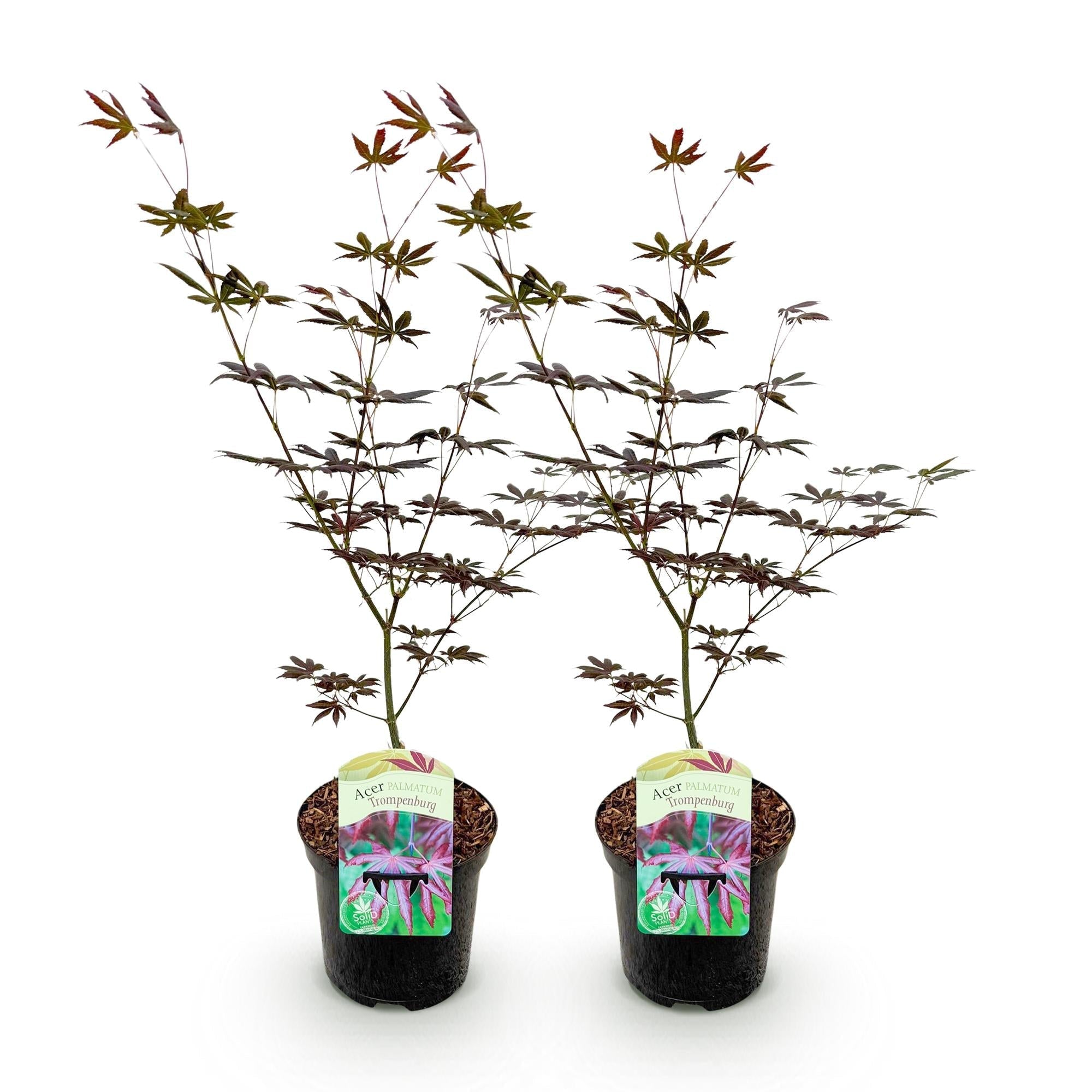 Image of Japanischer Ahorn Acer palmatum 'Trompenburg' – Dunkel Lila – Balkon – & Gartenpflanze – Ø19cm – Ca. 70cm hoch-5