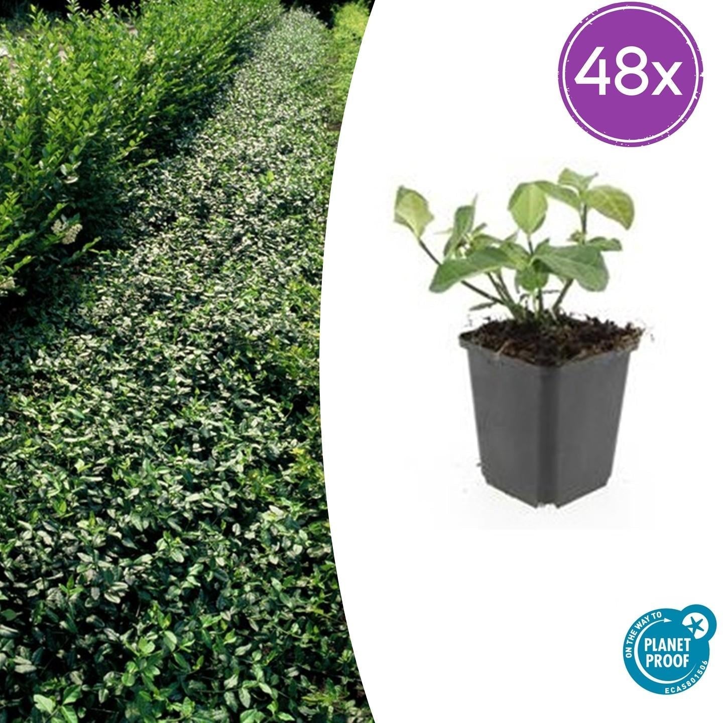 Image of Spindelstrauch – Euonymus fortunei 'Dart's Blanket' – ↕10-25cm – Ø9cm – Schattentolerant – Winterhart – Pflegeleicht-8