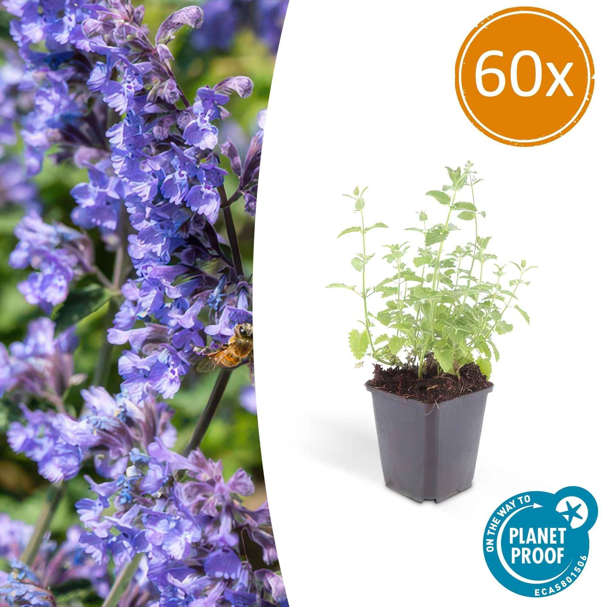 Image of Katzenminze – Nepeta 'Six Hills Giant' – ↕10-25cm – Ø9cm – Lila – blühende Staude – Bienen & Schmetterlinge – Sonnig & Pflegeleicht-0