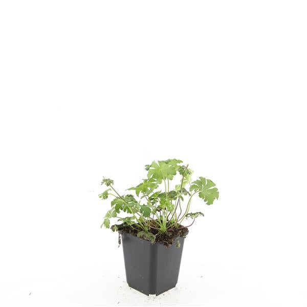 Image of Storchschnabel Geranium cantabrigiense 'Cambridge' – ↕10-25cm – Ø9cm – Pflegeleicht-7
