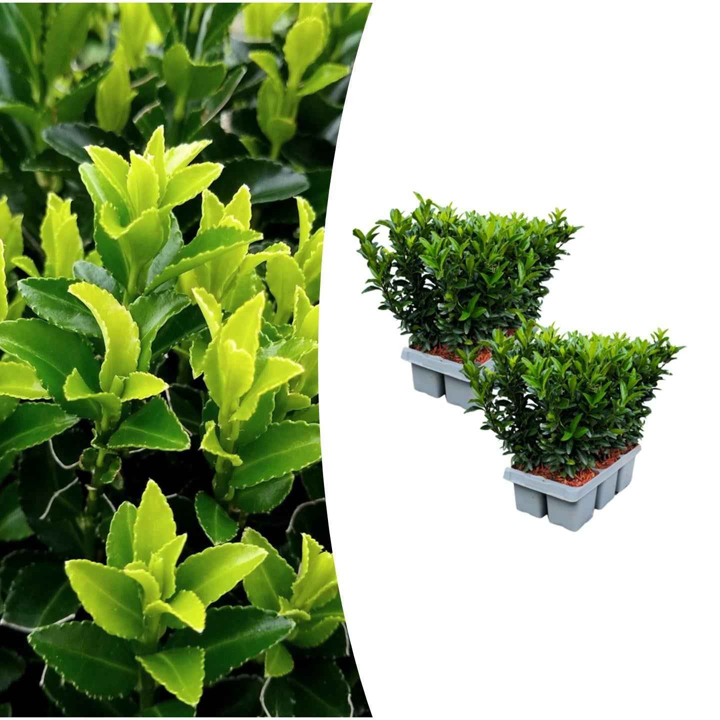 Image of Japanischer Spindelstrauch Euonymus 'Green Spire' – Ø7cm, Höhe 15cm – Schlank, Aufrecht & Winterhart – Perfekte Buchsbaum-2