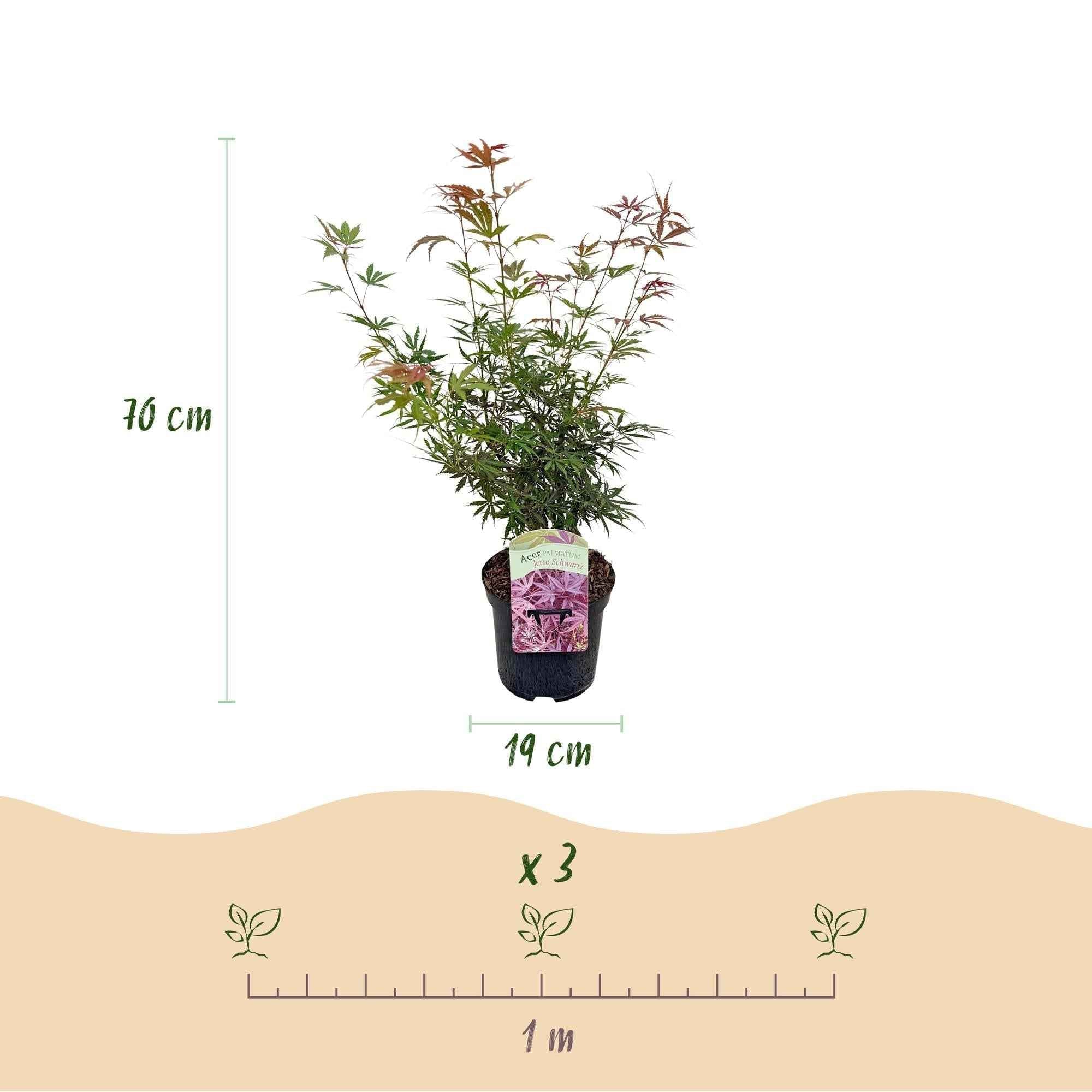 Image of Japanischer Ahorn Acer palmatum 'Jerre Schwartz' – Dunkelrot – Balkon – & Gartenpflanze – Ø19cm – Ca. 70cm hoch-4
