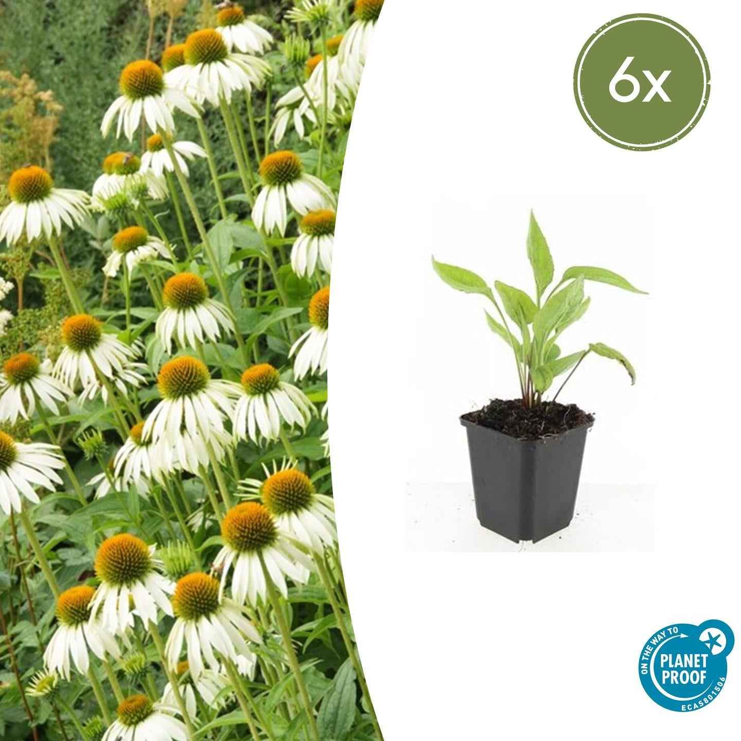 Image of Scheinsonnenhut – Echinacea purpurea 'White Swan' – ↑10-25cm – Ø9cm – Weiße Blüten, Bienen-2