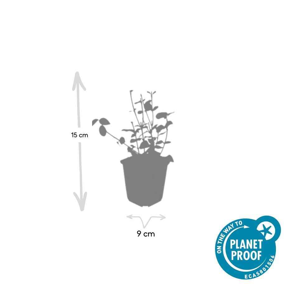 Image of Purpur – Kriechspindel Euonymus fortunei 'Coloratus' – ↕10-25cm – Ø9cm – & Hecken