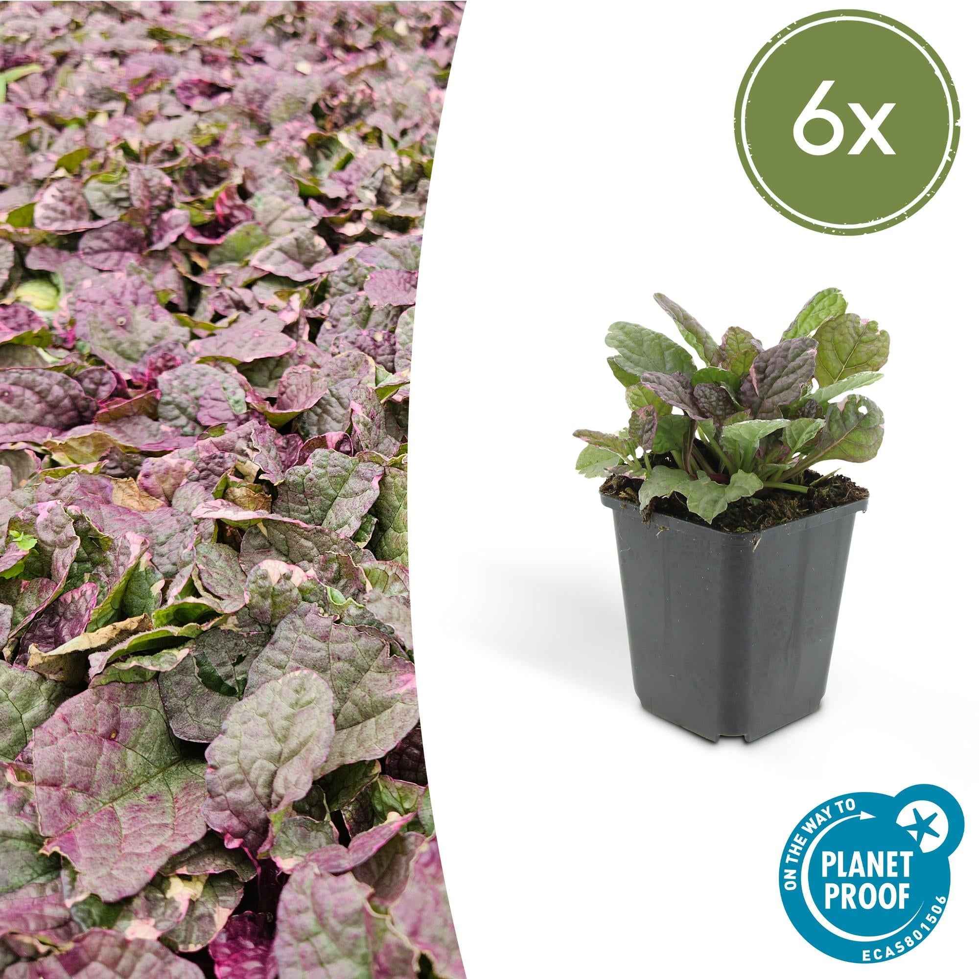 Image of Kriechender Günsel Ajuga reptans 'Burgundy Glow' – ↕10-25cm – Ø9cm – Halbschatten & Schatten – Pflegeleicht