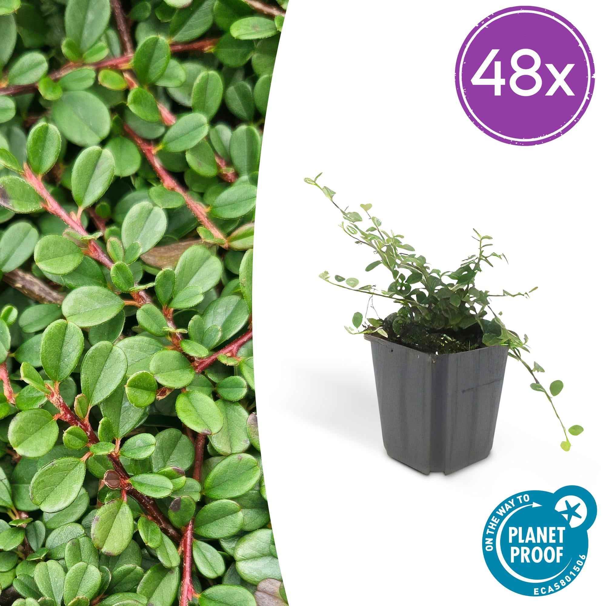 Image of Cotoneaster prostratus 'Streib's Findling' – Flachwachsender Bodendecker – ↕10-25cm – Ø9cm – Immergrün & winterhart – Pflegeleicht-0