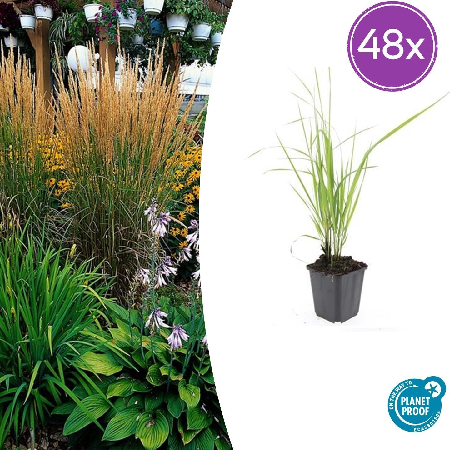 Image of Sandrohr – Calamagrostis acutiflora 'Karl Foerster' – ↕10-25cm – Ø9cm – winterhartes Ziergras, aufrecht wachsend-7