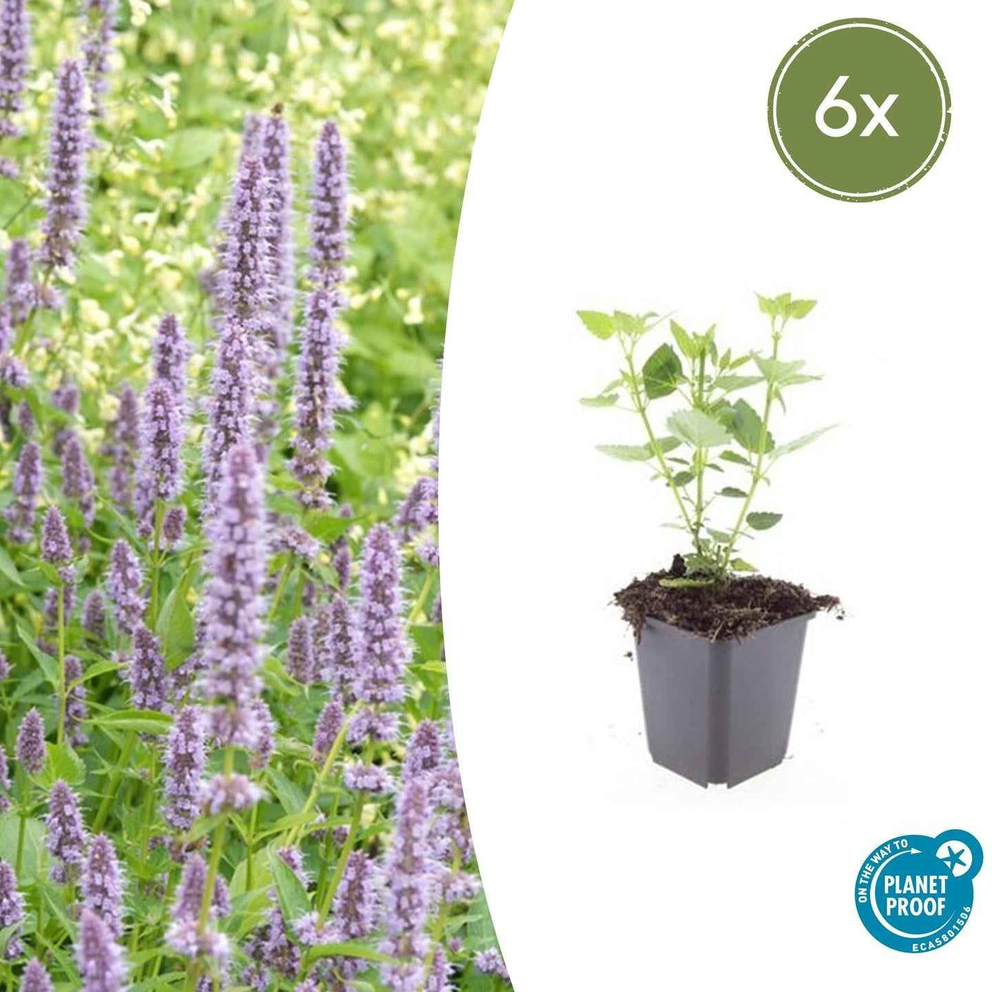 Image of Asiatische Duftnessel – Agastache 'Blue Fortune' – ↕10-25cm – Ø9cm – Lavendelblaue Blüten – Schmetterlings – & bienenfreundlich-2